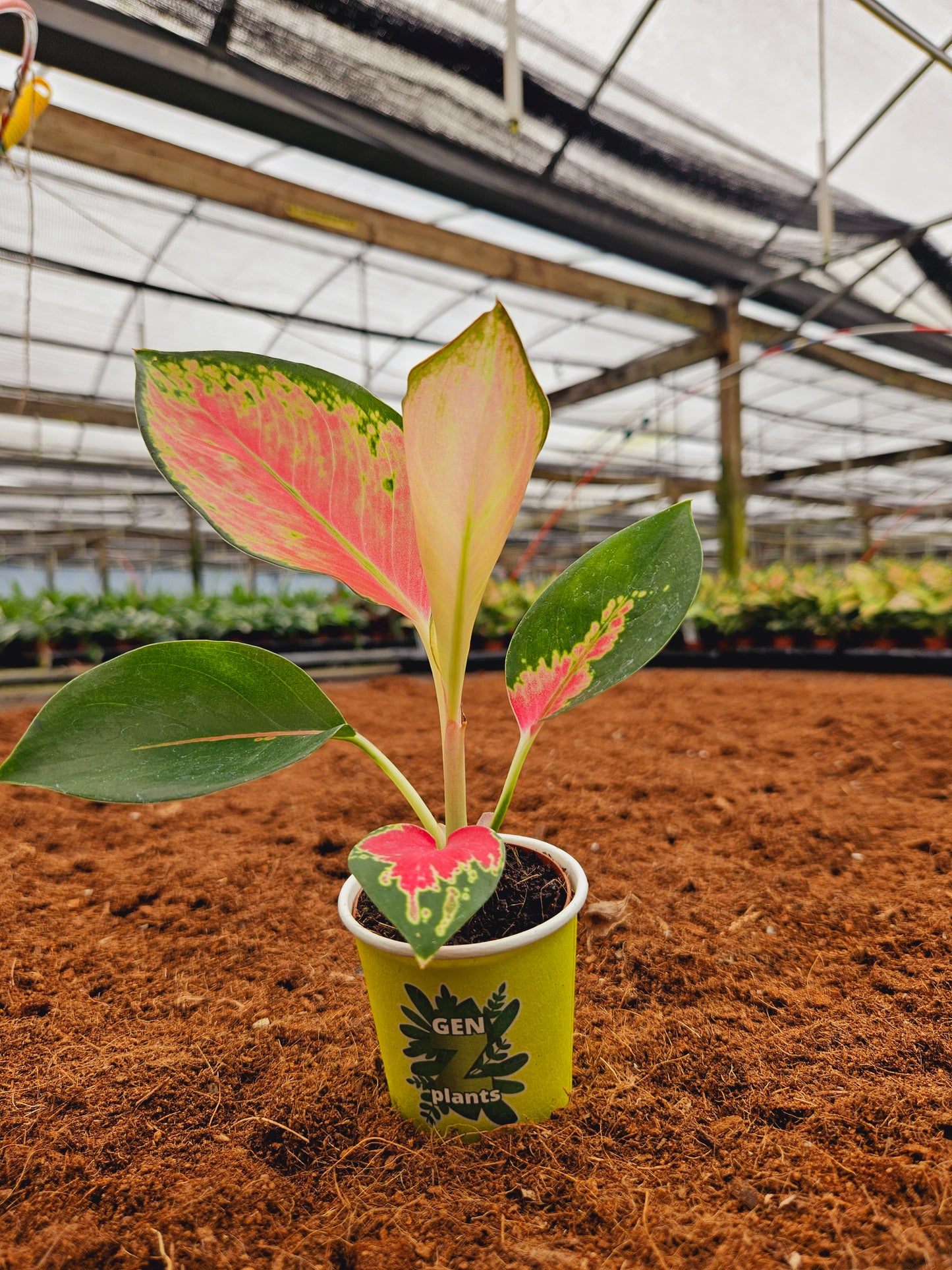 Standard Package - BECOOL 2" Plants