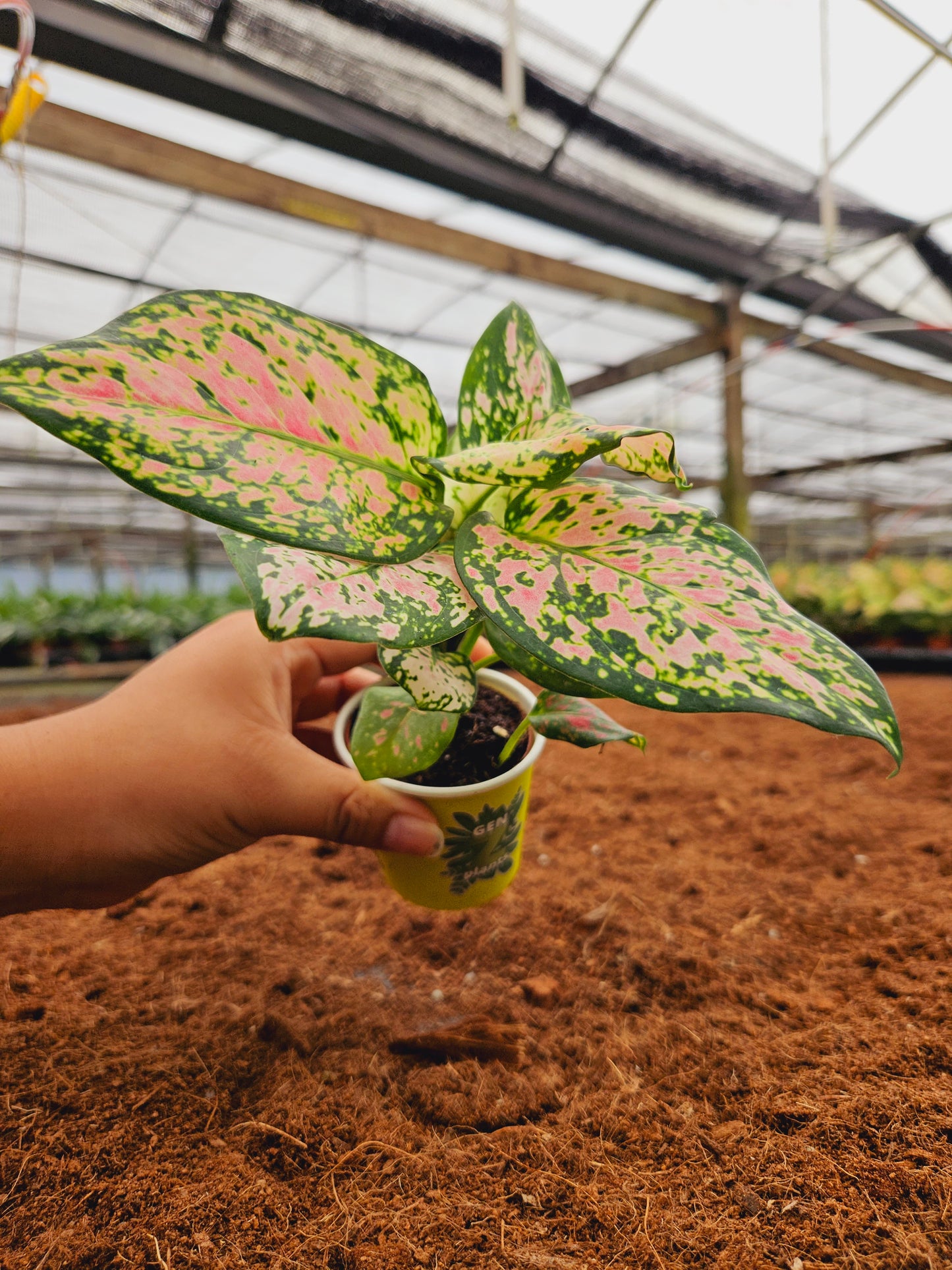 Standard Package - BECOOL 2" Plants