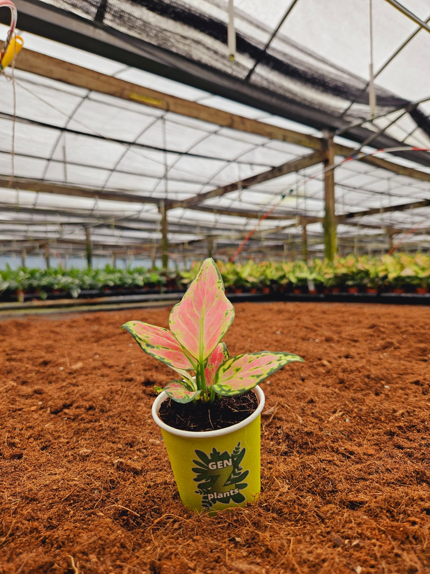 Standard Package - BECOOL 2" Plants