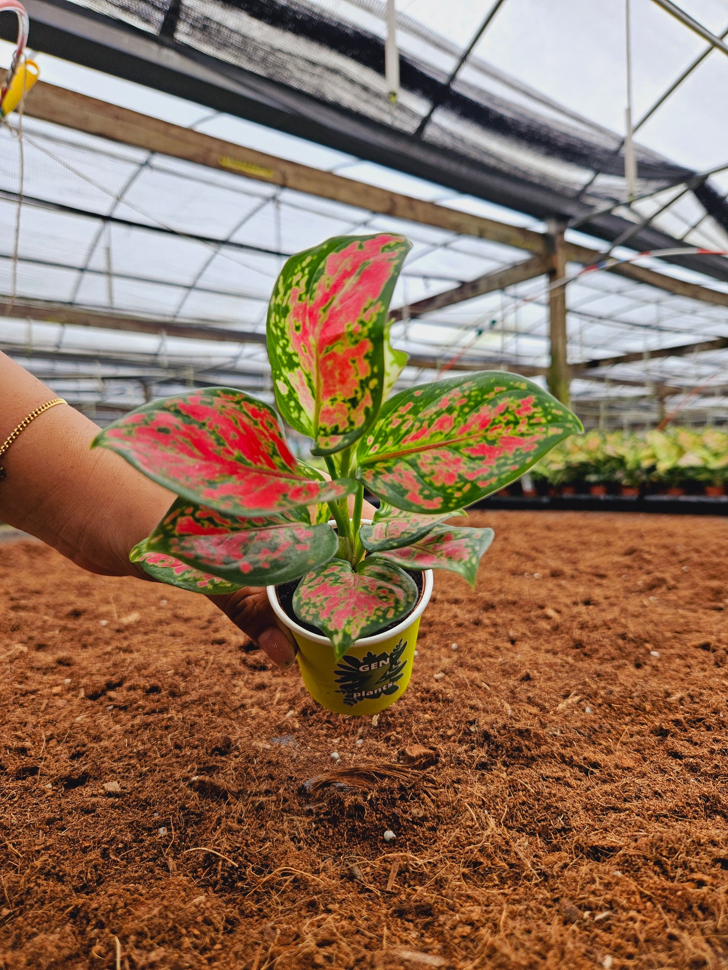 Standard Package - BECOOL 2" Plants