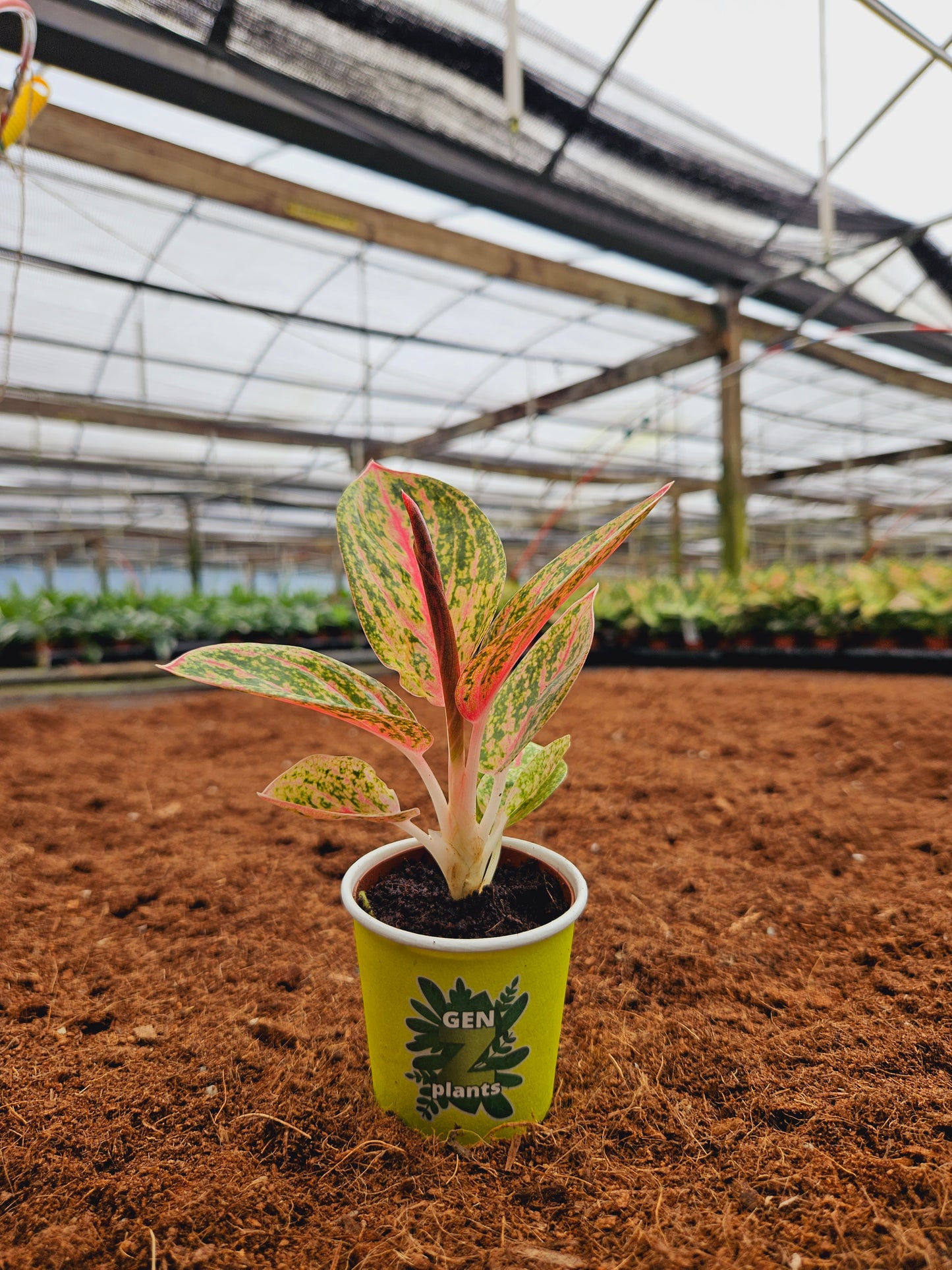 Standard Package - BECOOL 2" Plants