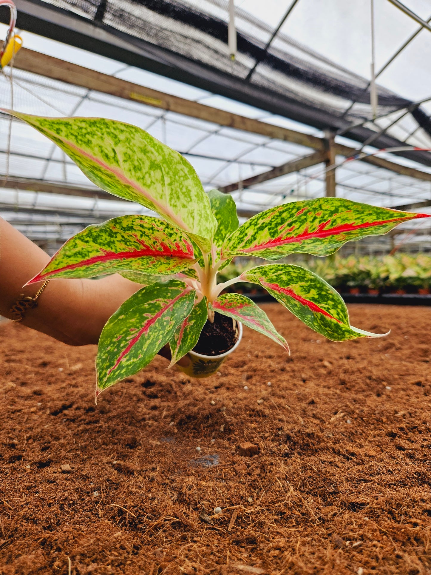 Standard Package - BECOOL 2" Plants