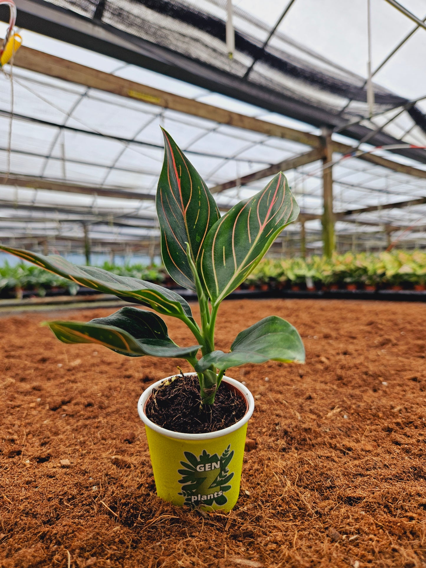Standard Package - BECOOL 2" Plants