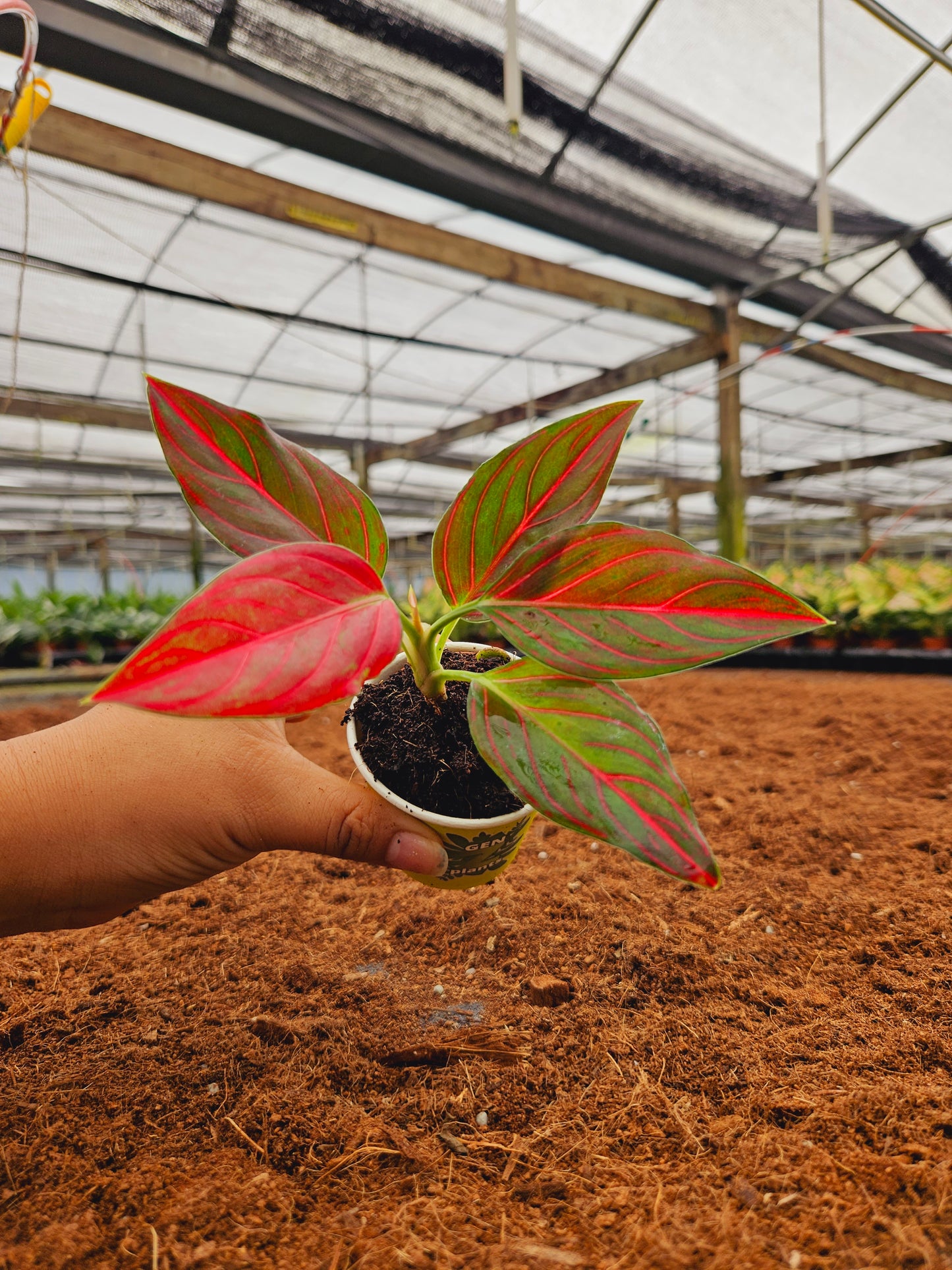 Standard Package - BECOOL 2" Plants