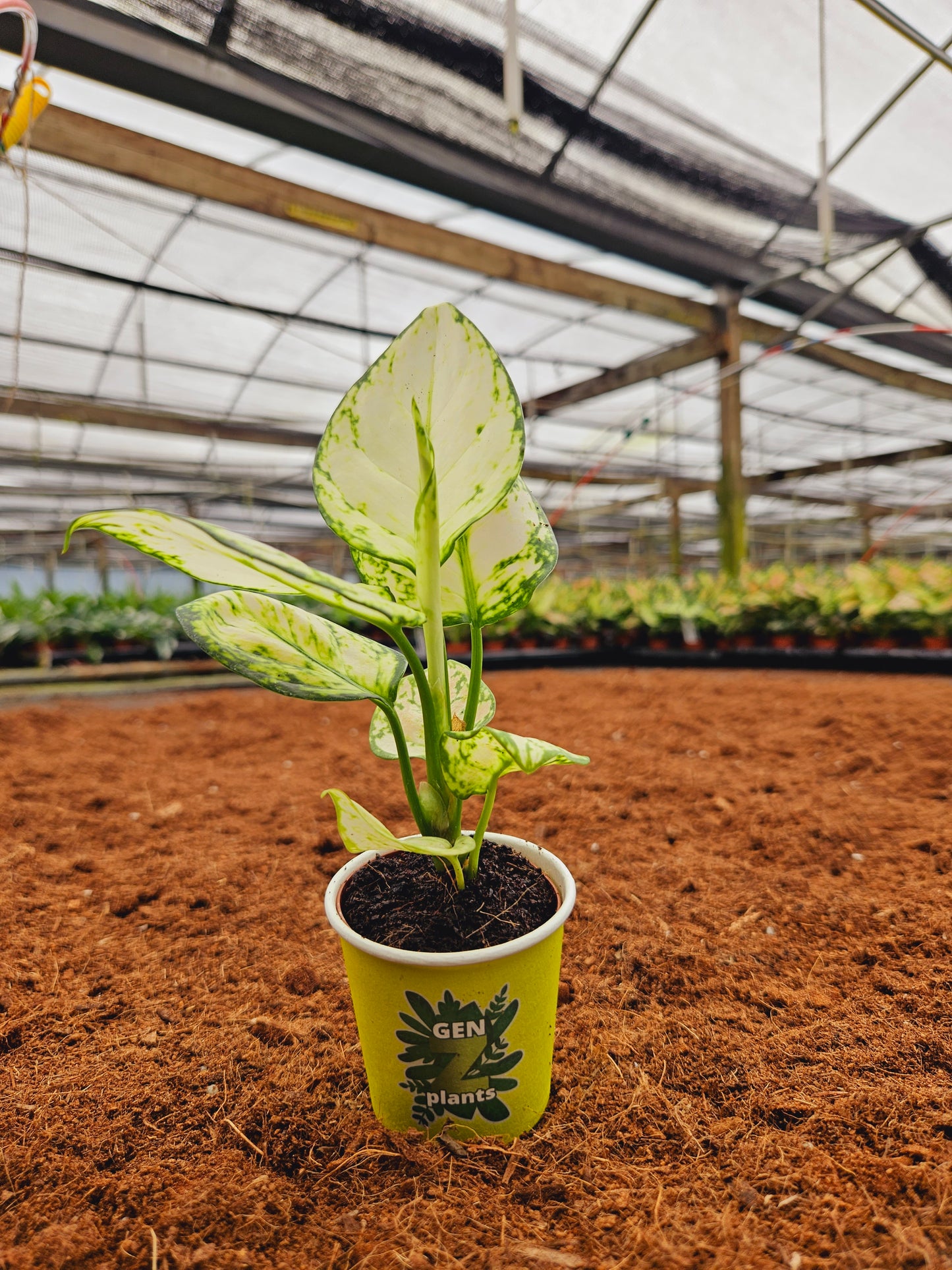 Standard Package - BECOOL 2" Plants