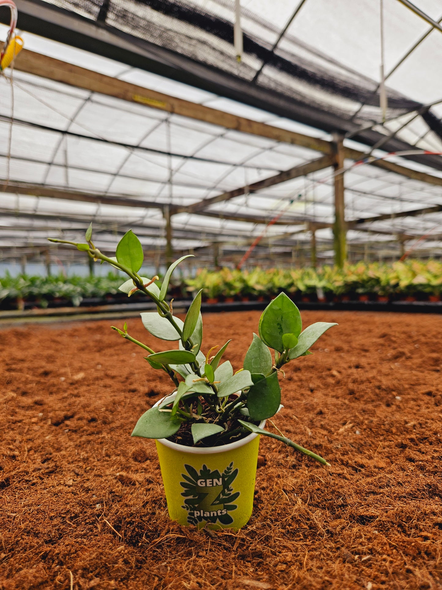 Standard Package - BECOOL 2" Plants