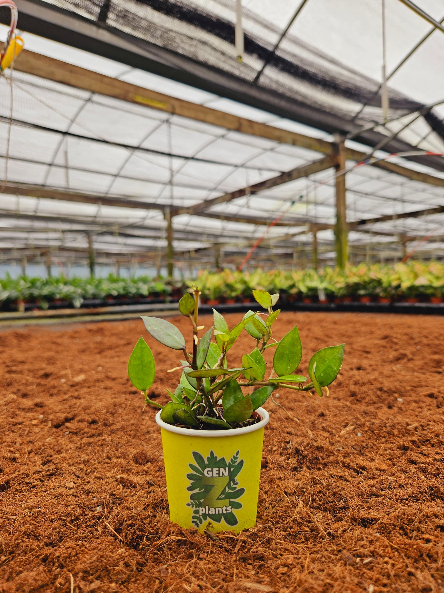Standard Package - BECOOL 2" Plants
