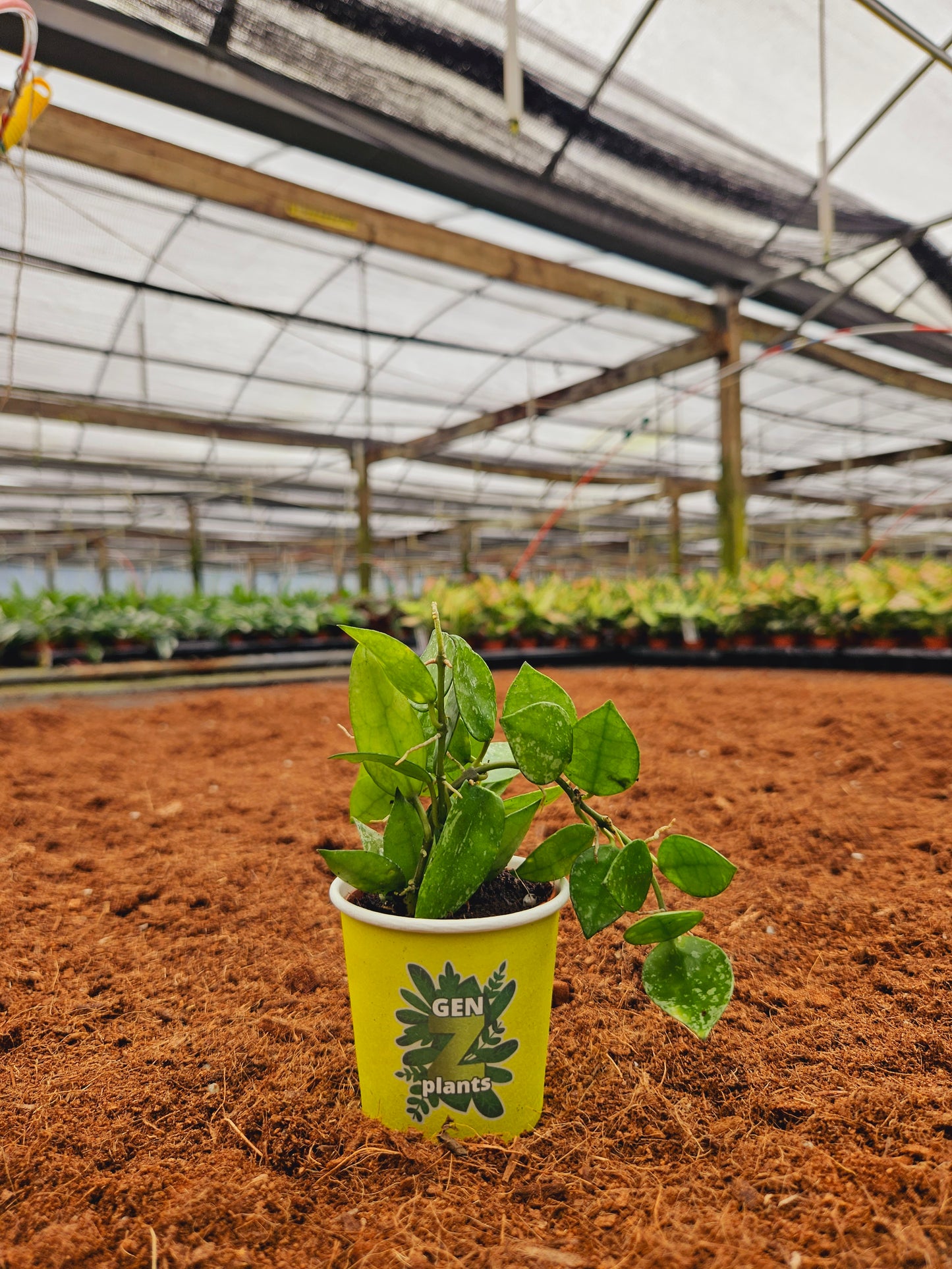 Standard Package - BECOOL 2" Plants