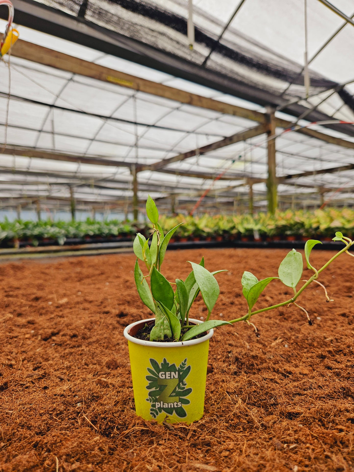 Standard Package - BECOOL 2" Plants