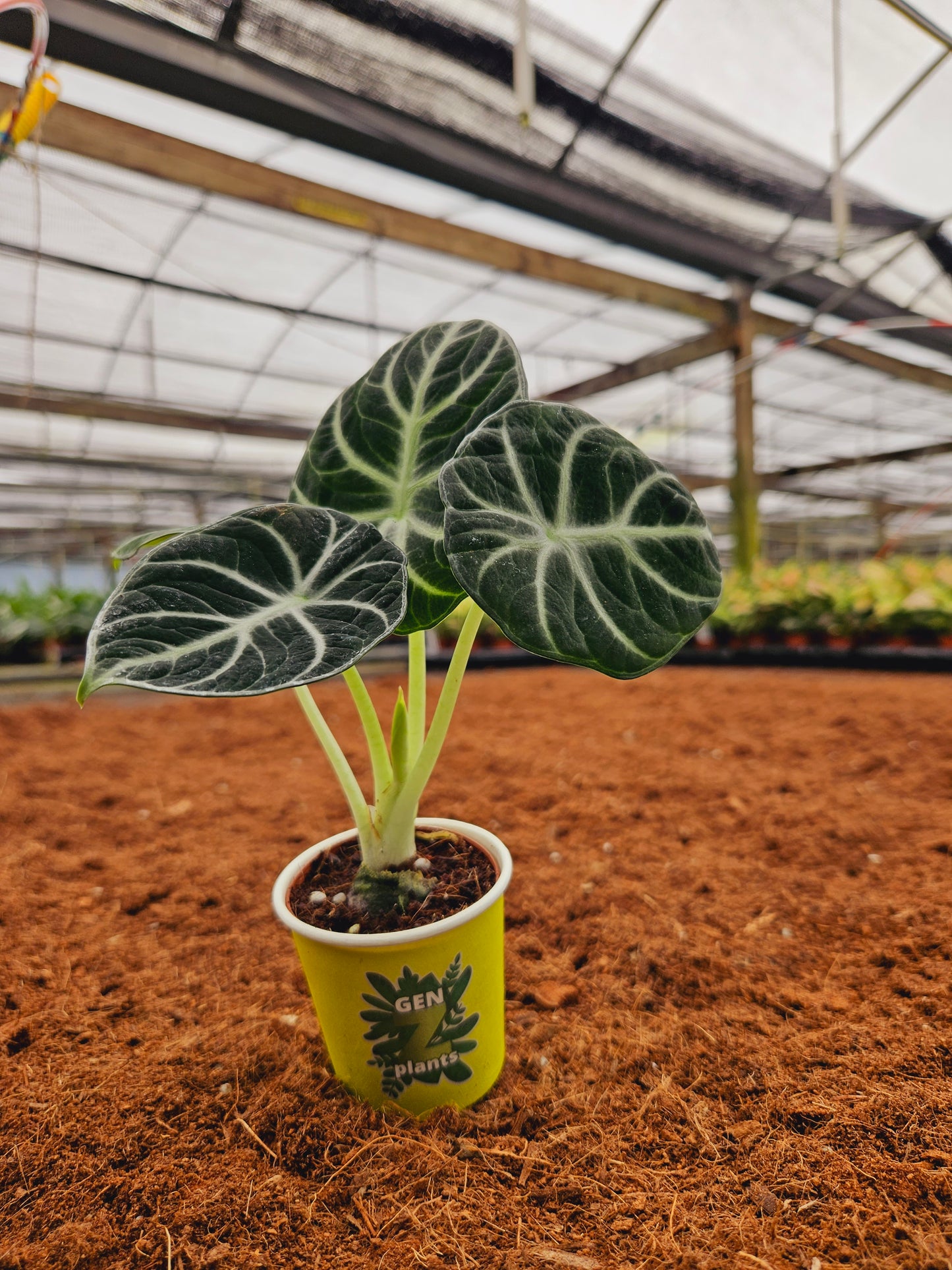 Standard Package - BECOOL 2" Plants