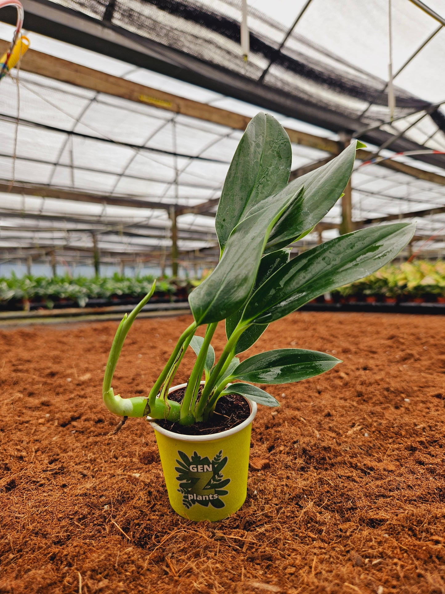 Standard Package - BECOOL 2" Plants