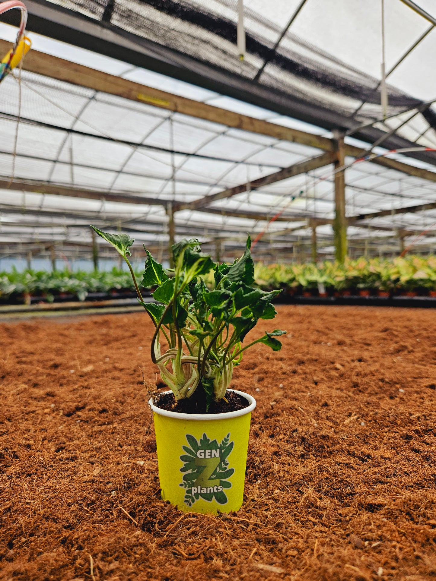 Standard Package - BECOOL 2" Plants