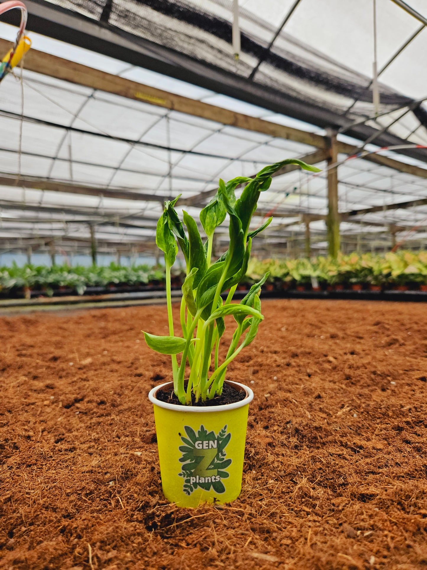 Standard Package - BECOOL 2" Plants