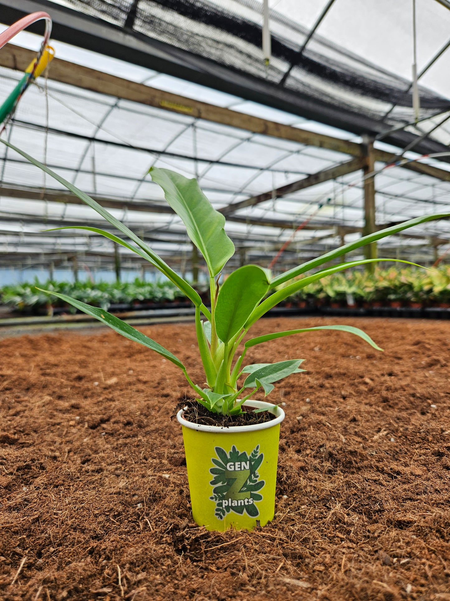 Standard Package - BECOOL 2" Plants