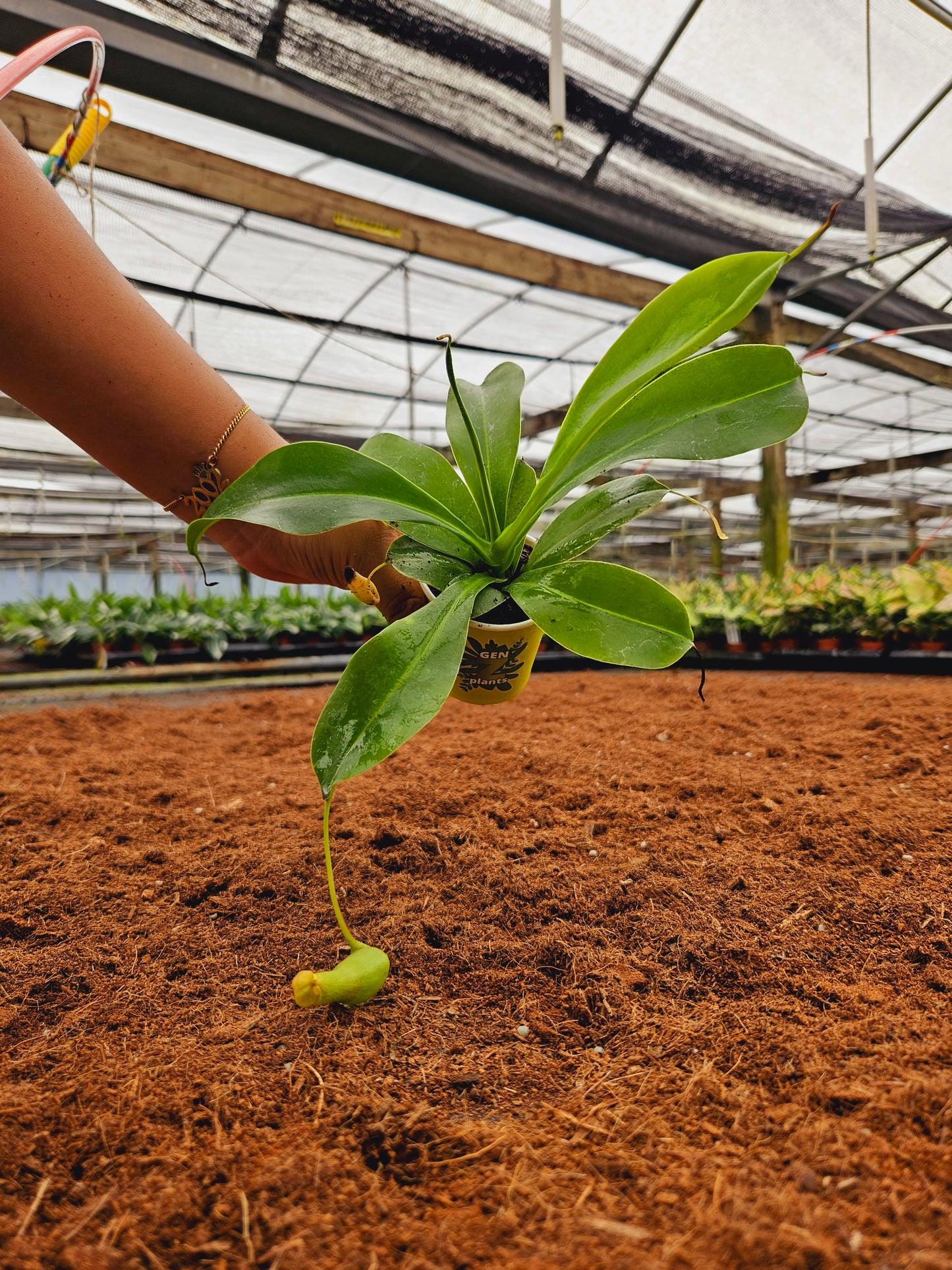 Standard Package - BECOOL 2" Plants