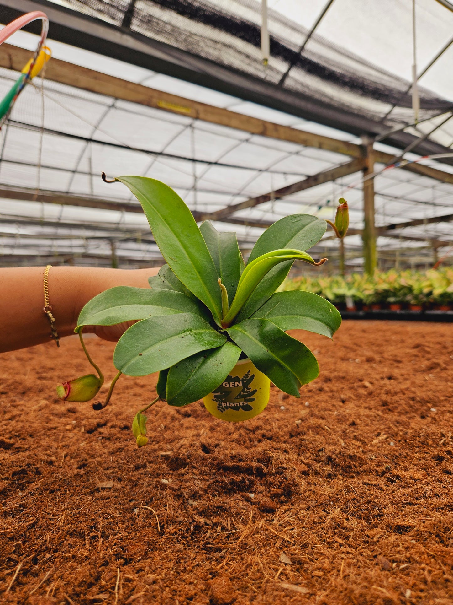 Standard Package - BECOOL 2" Plants