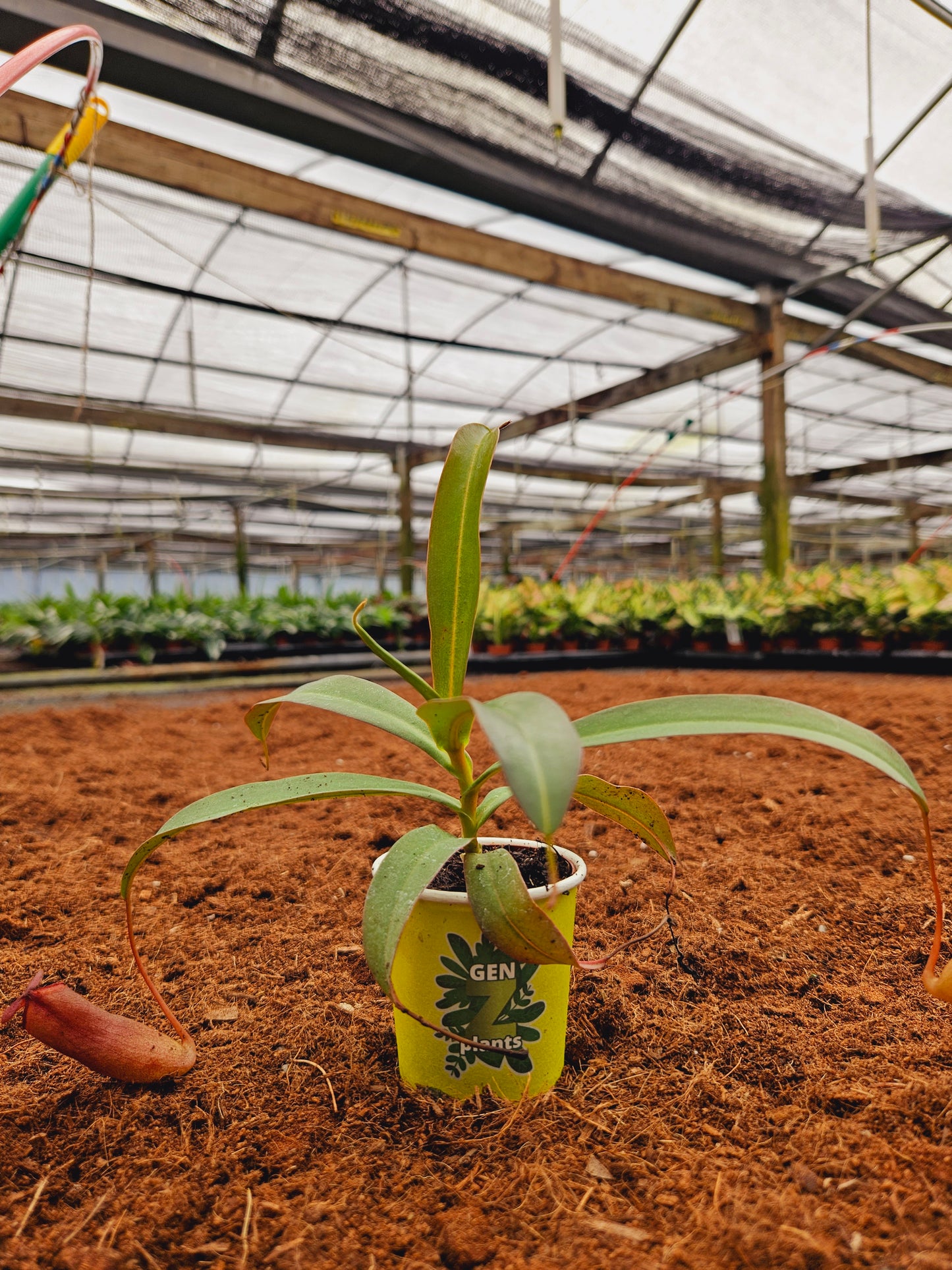 Standard Package - BECOOL 2" Plants