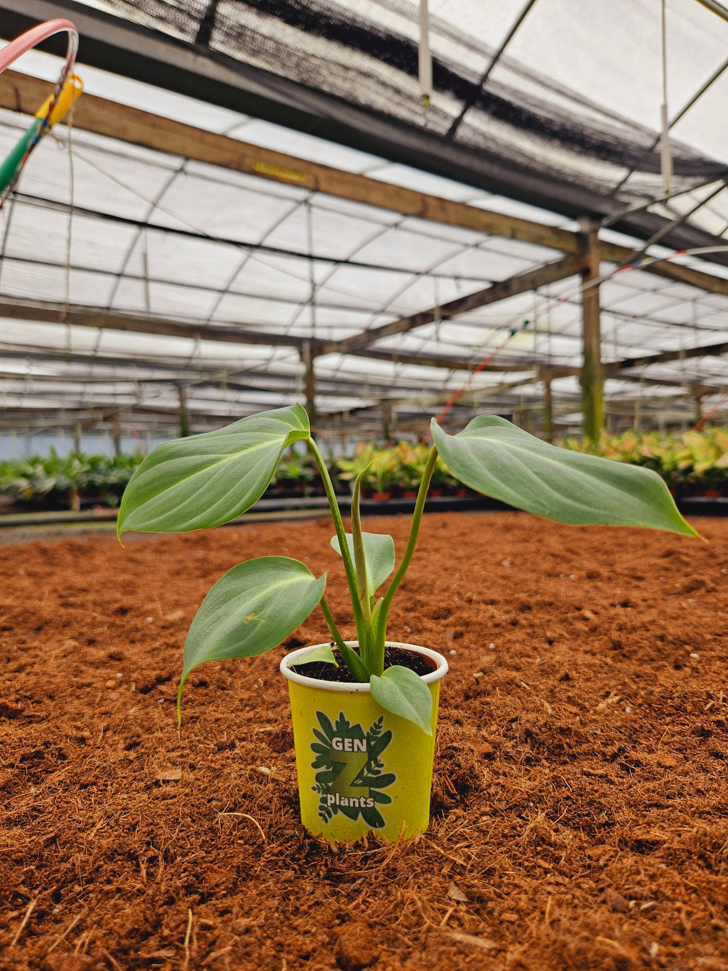 Standard Package - BECOOL 2" Plants