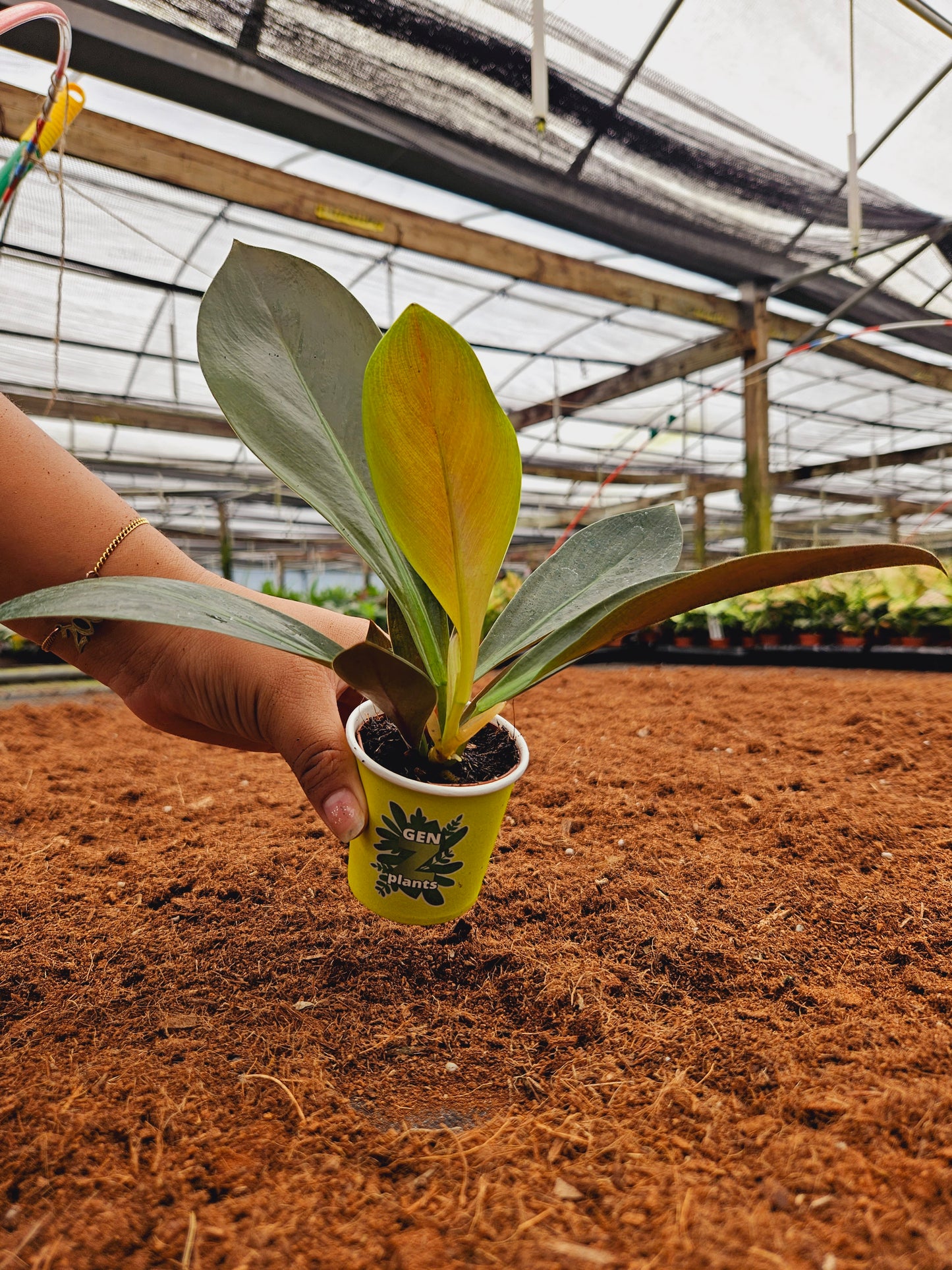 Standard Package - BECOOL 2" Plants