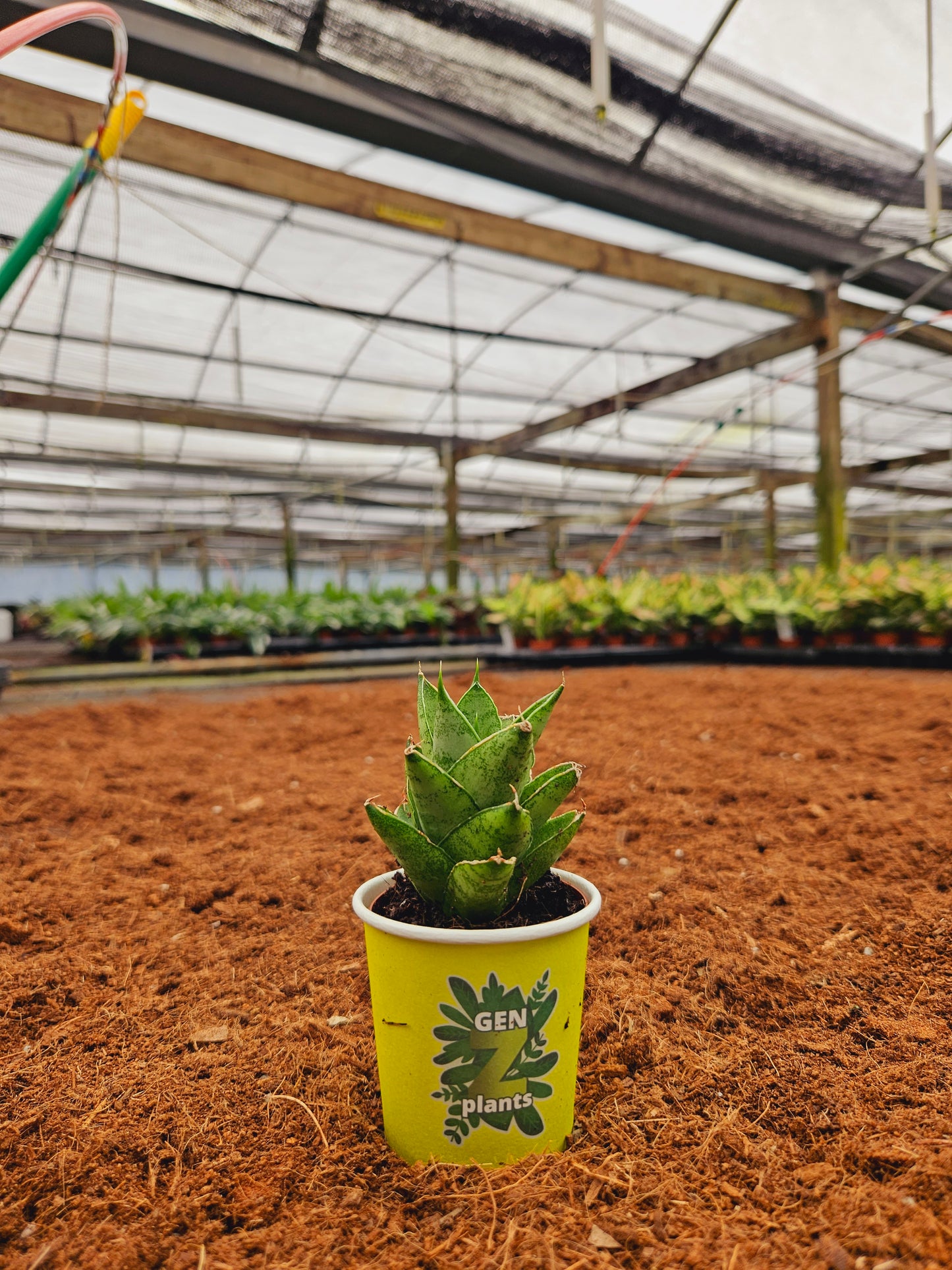 Standard Package - BECOOL 2" Plants