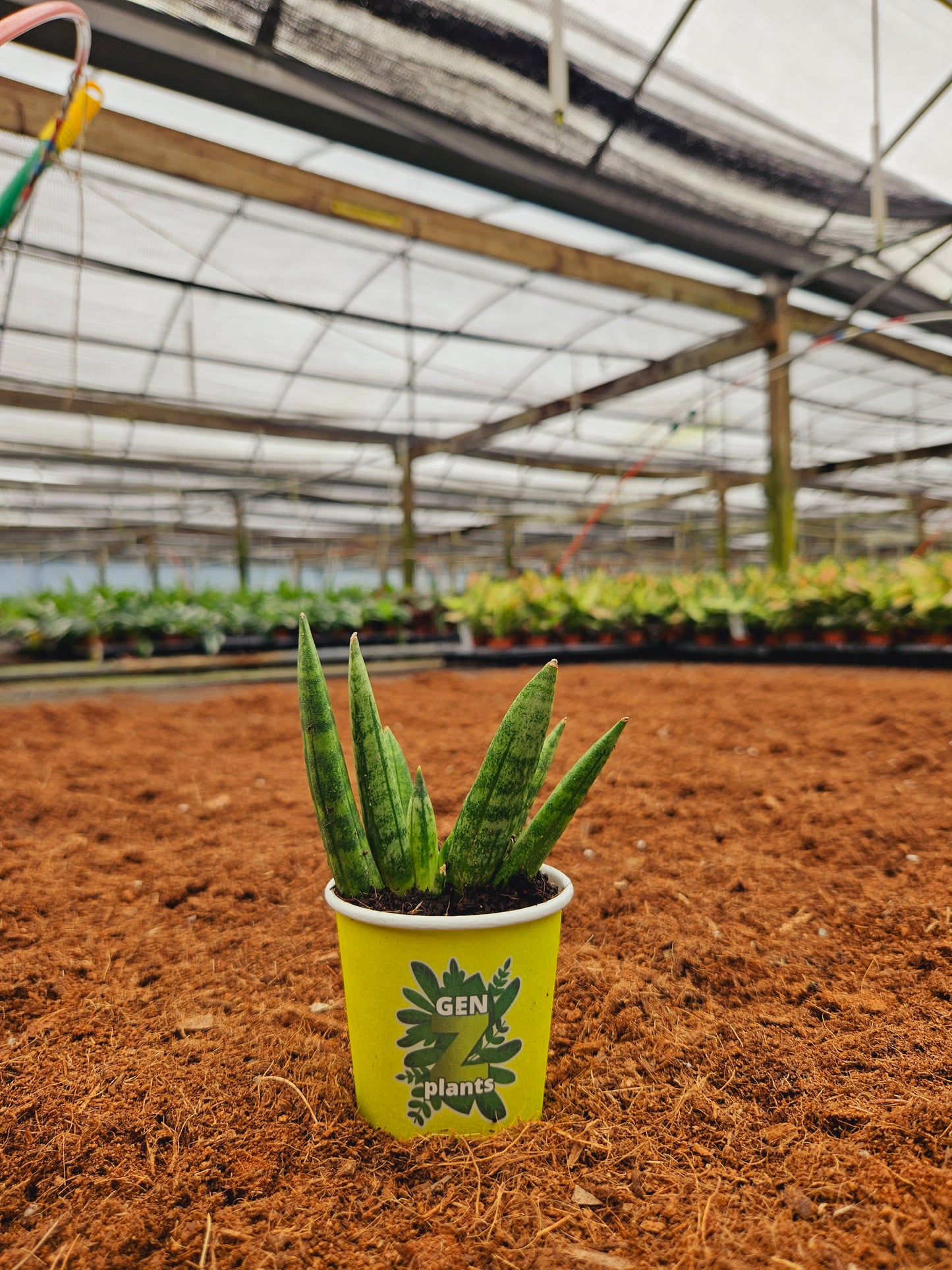 Standard Package - BECOOL 2" Plants