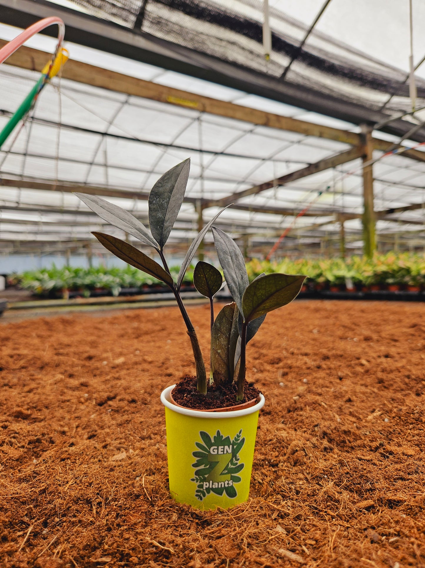 Standard Package - BECOOL 2" Plants