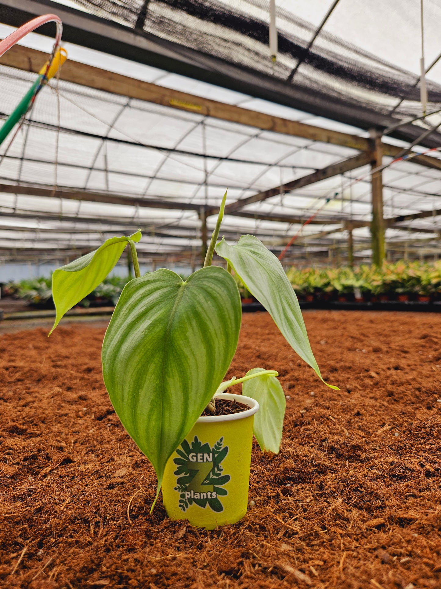 Standard Package - BECOOL 2" Plants