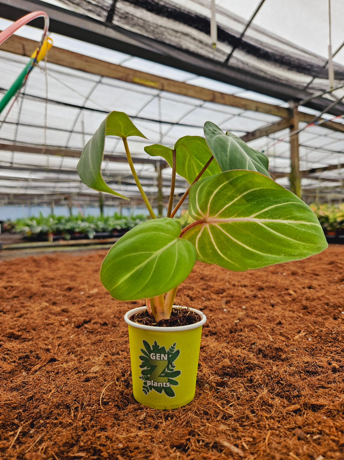 Standard Package - BECOOL 2" Plants