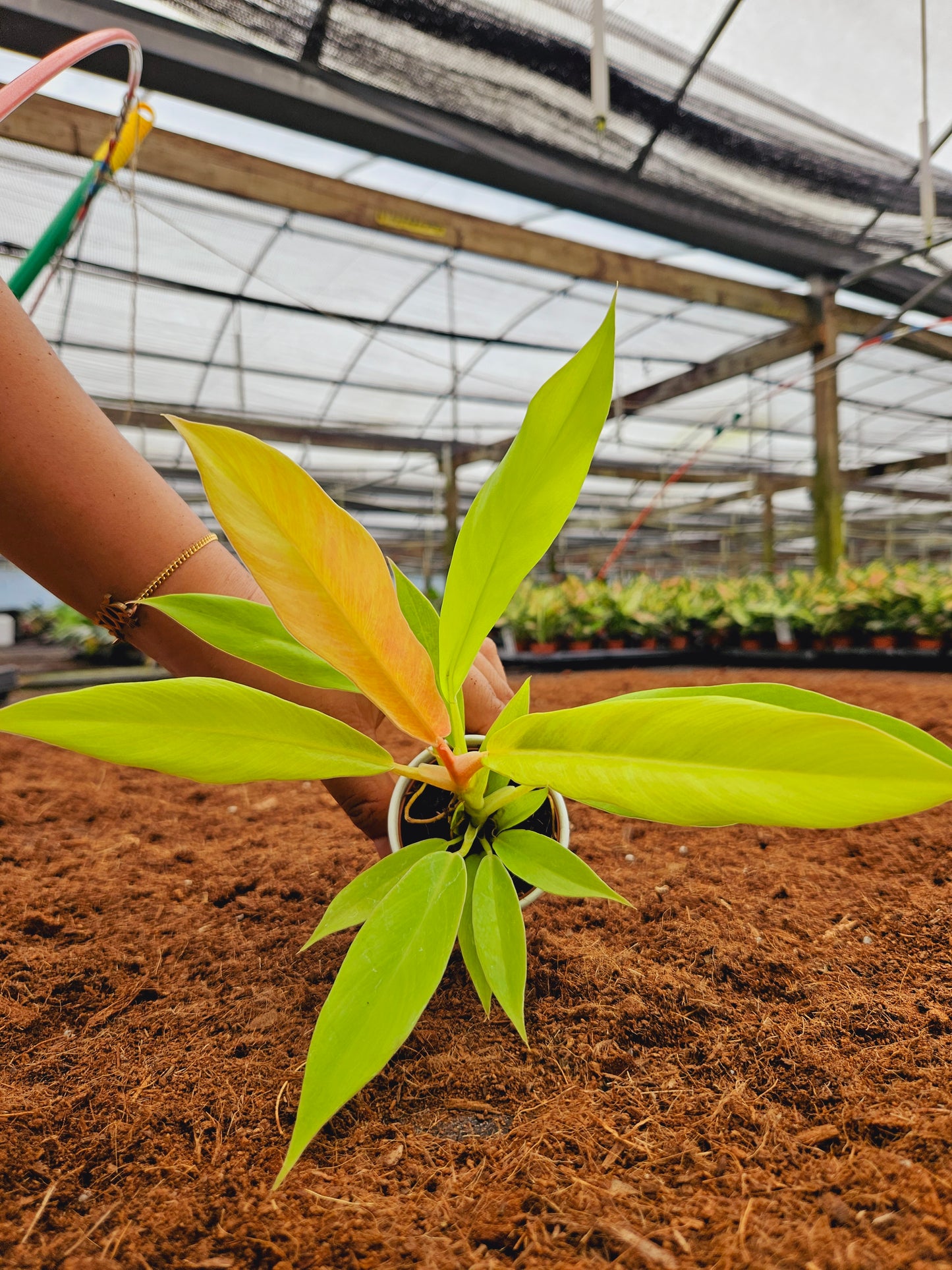 Standard Package - BECOOL 2" Plants