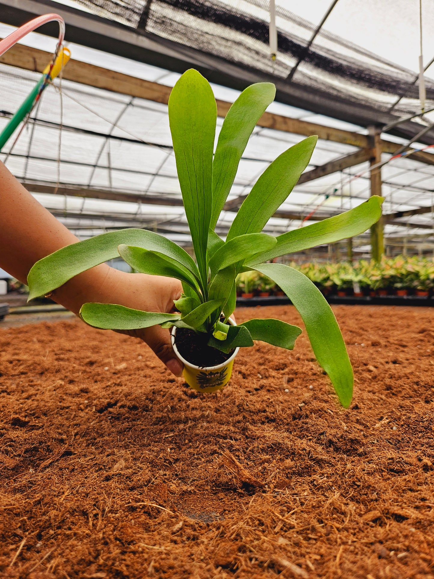 Standard Package - BECOOL 2" Plants