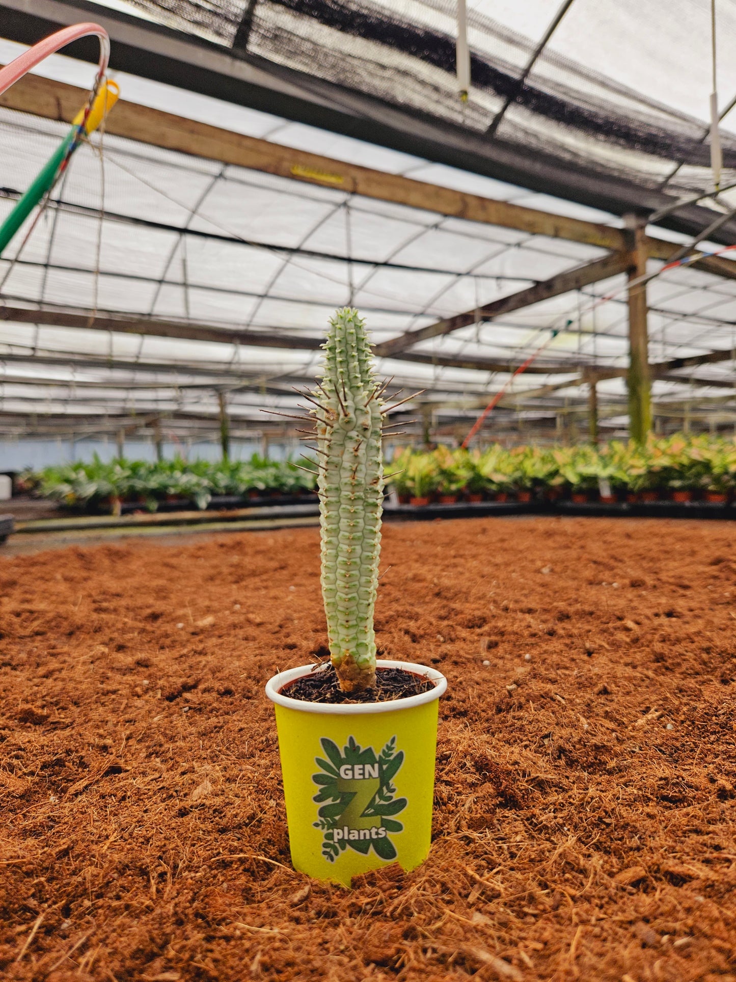 Standard Package - BECOOL 2" Plants
