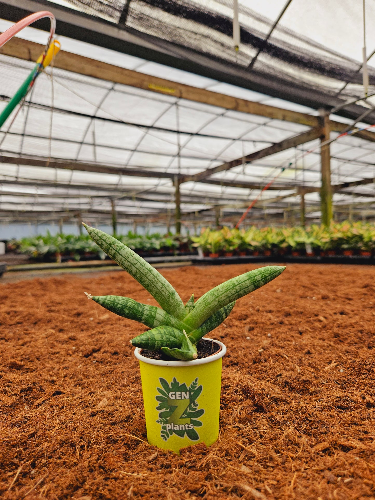 Standard Package - BECOOL 2" Plants