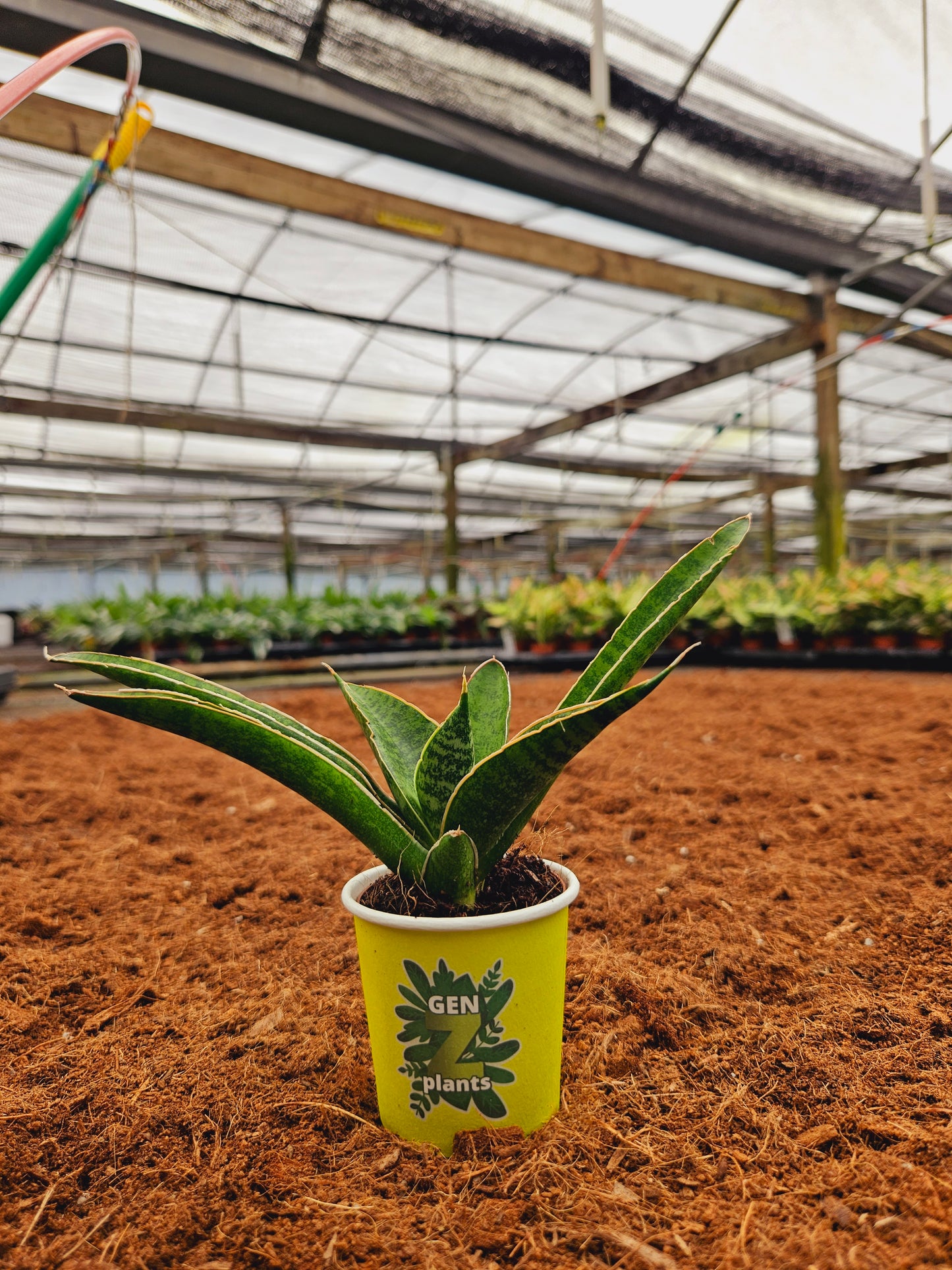 Standard Package - BECOOL 2" Plants