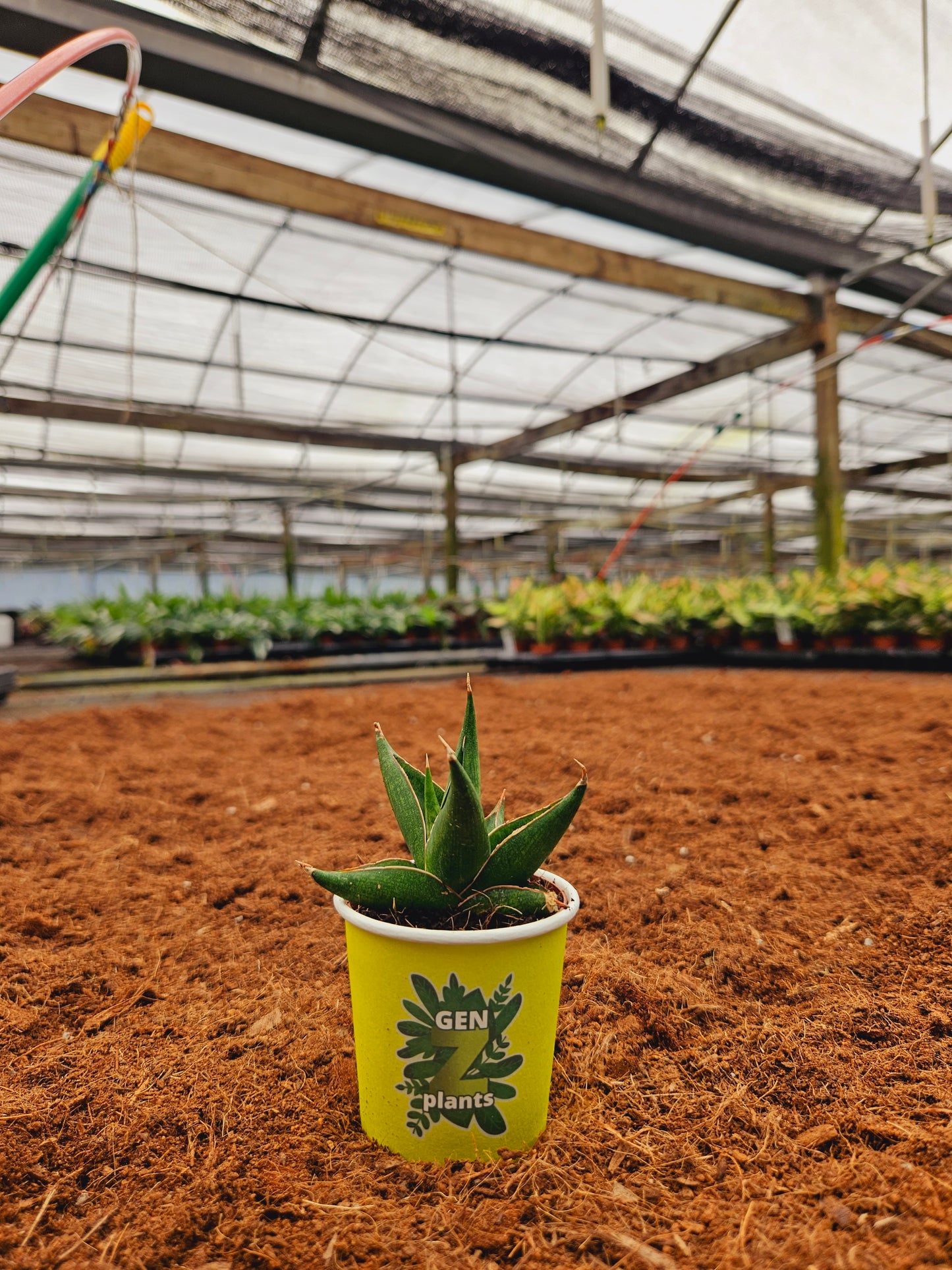 Standard Package - BECOOL 2" Plants