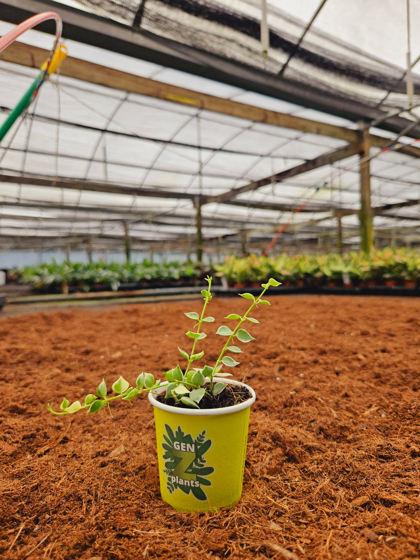 Standard Package - BECOOL 2" Plants