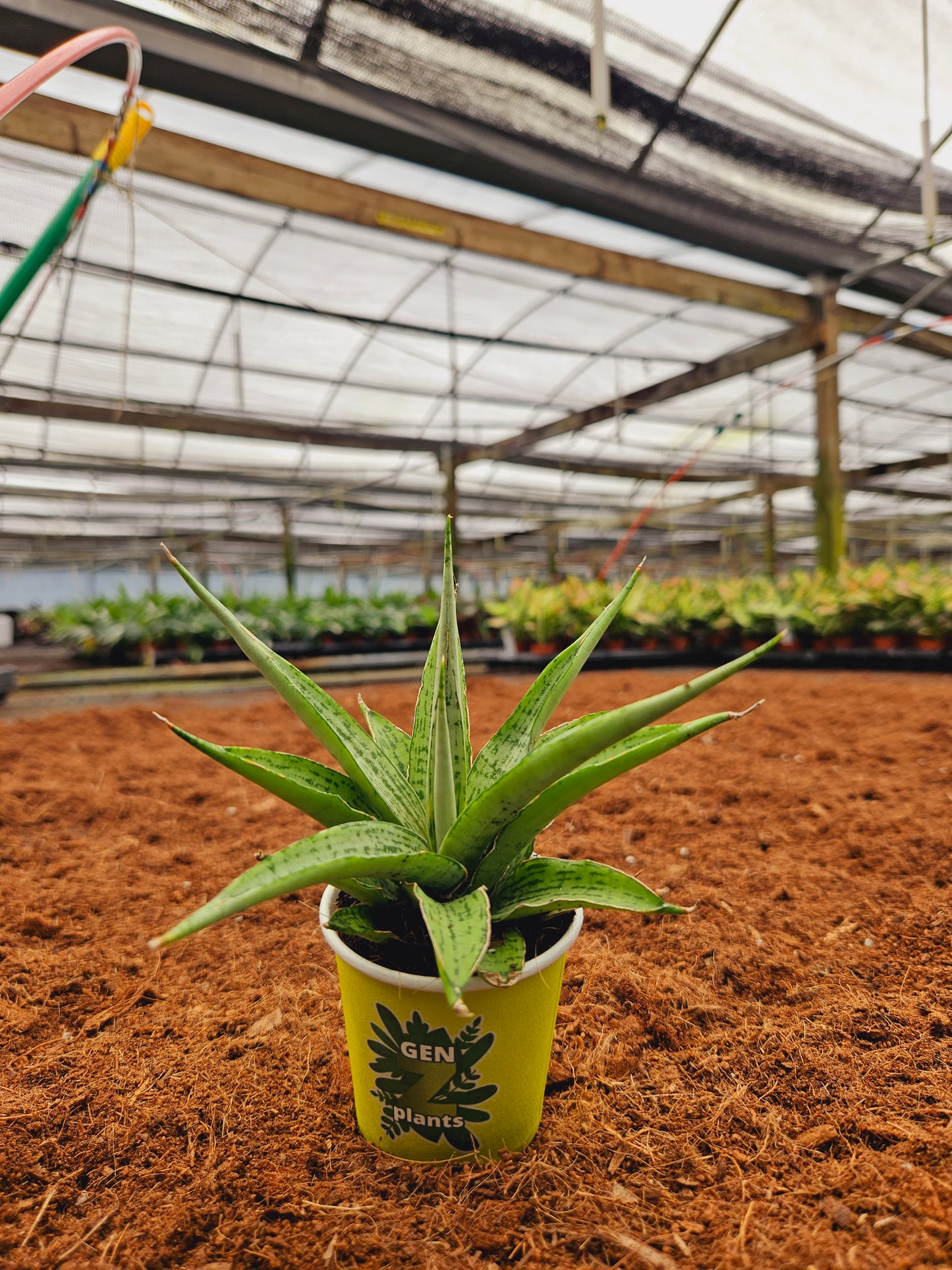 Standard Package - BECOOL 2" Plants