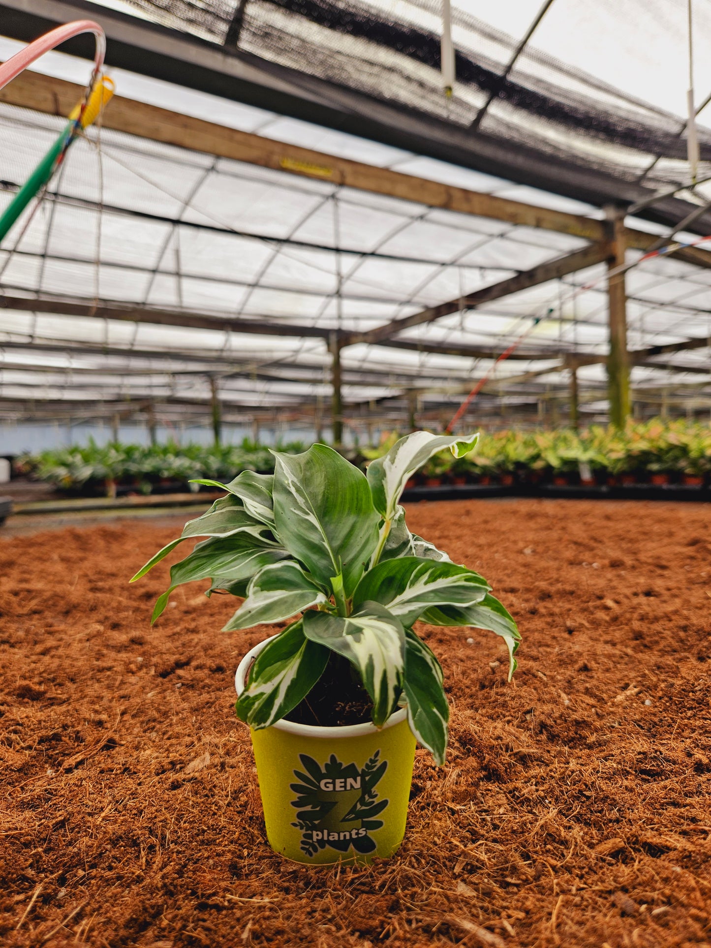 Standard Package - BECOOL 2" Plants