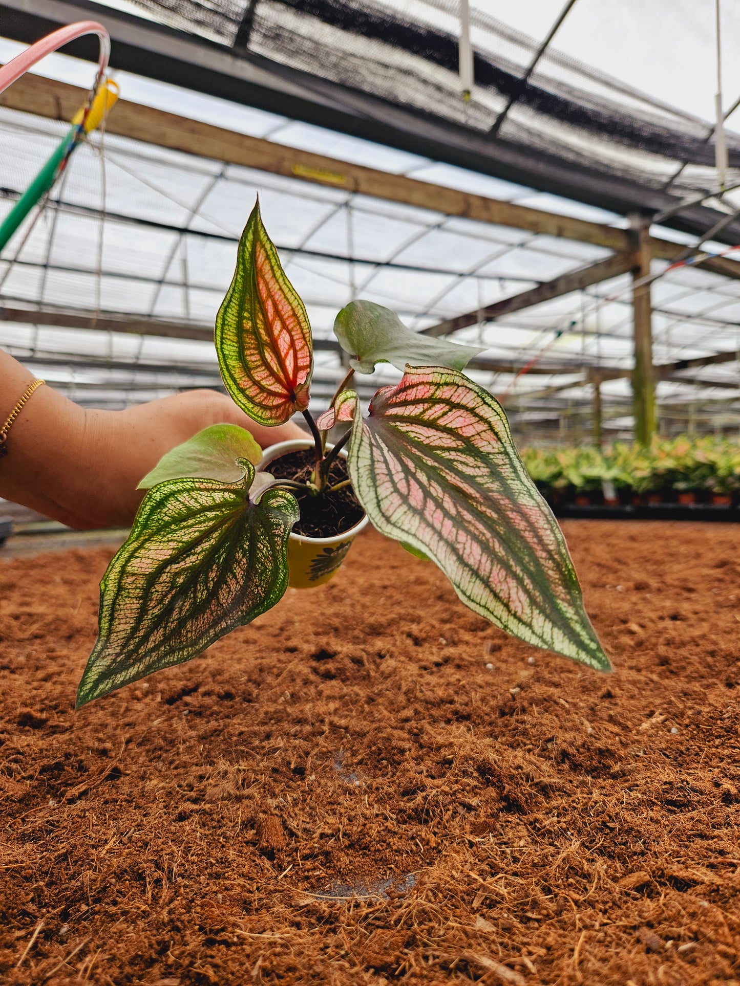 Standard Package - BECOOL 2" Plants
