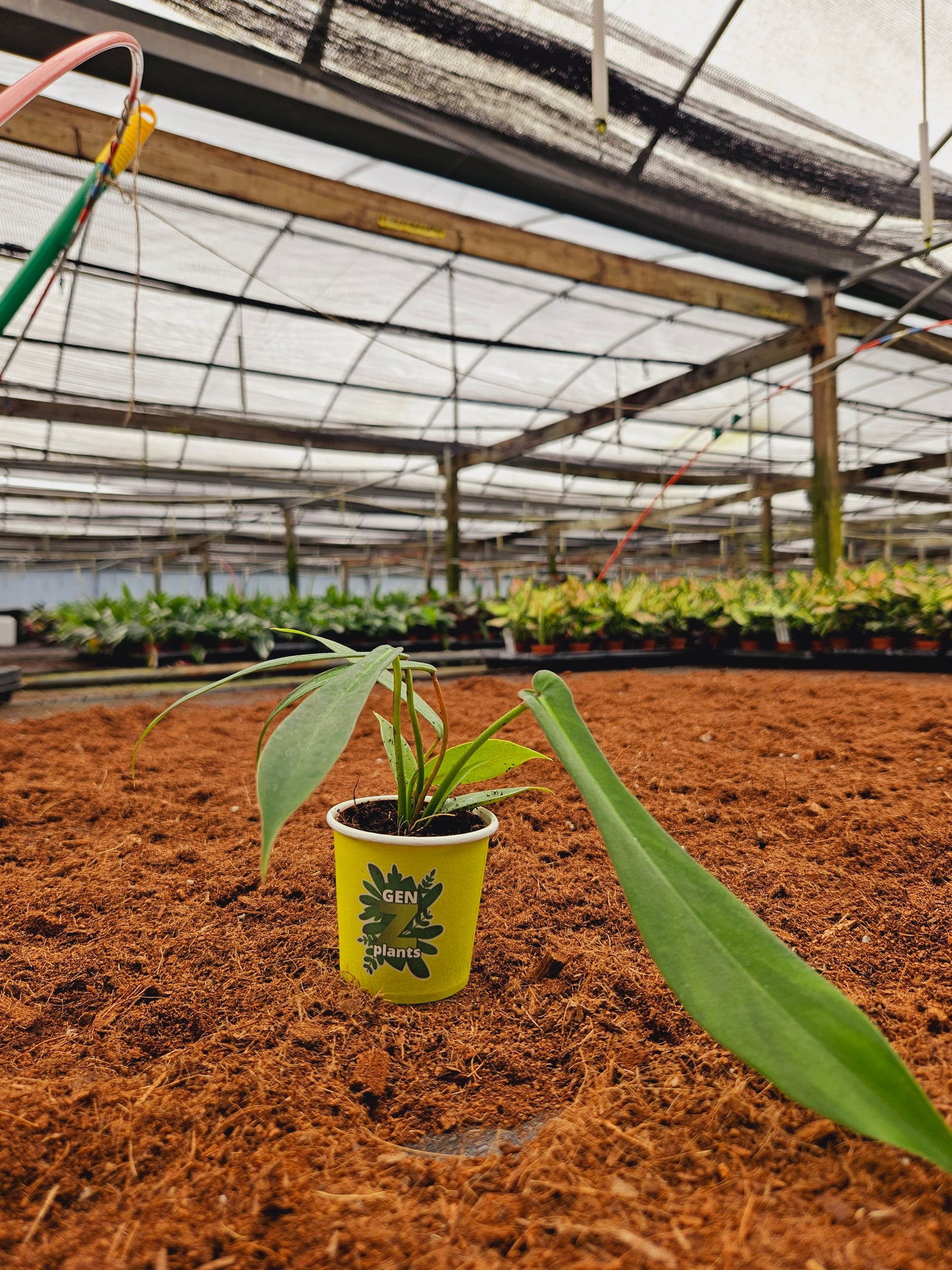 Standard Package - BECOOL 2" Plants
