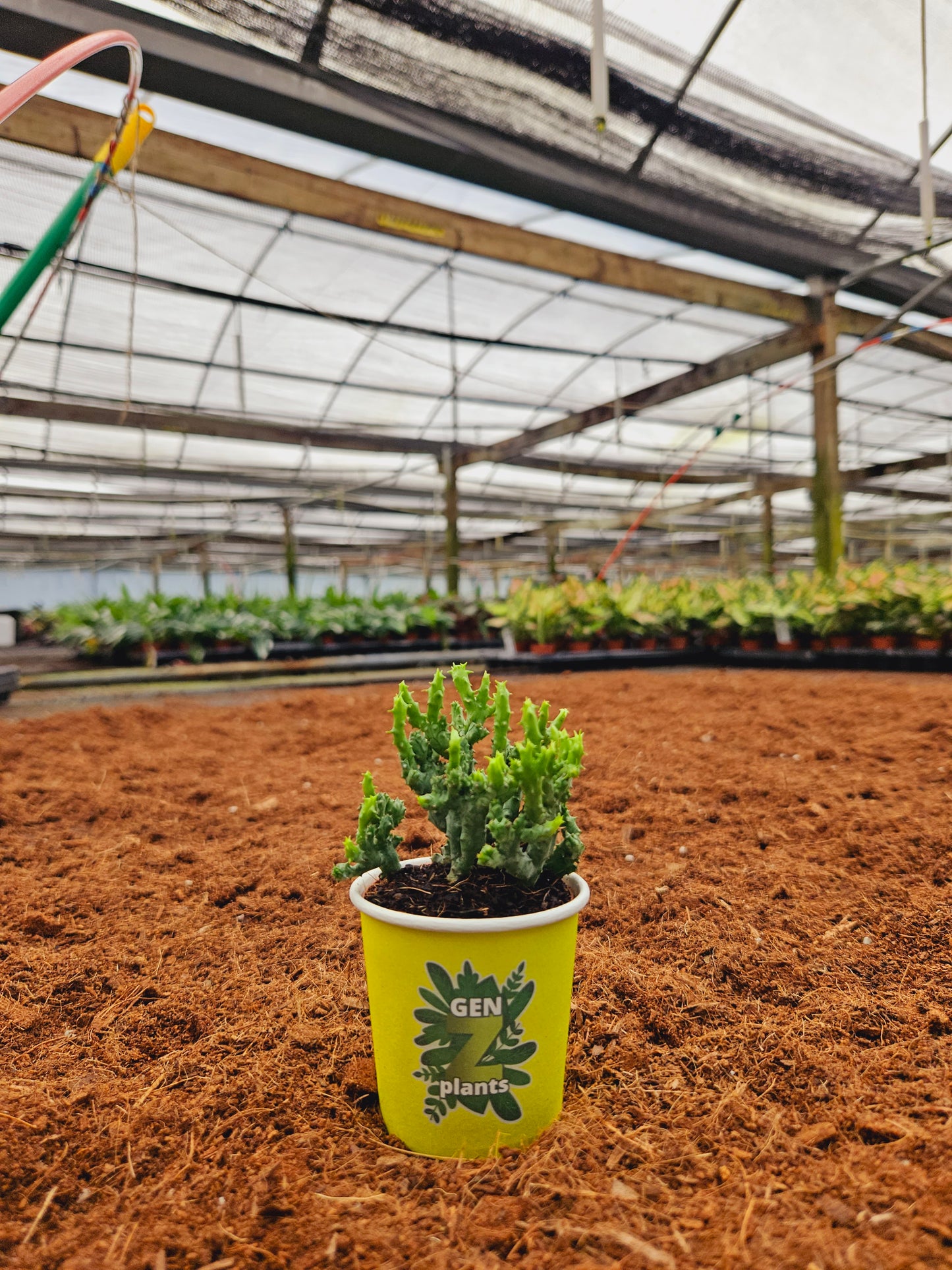 Standard Package - BECOOL 2" Plants