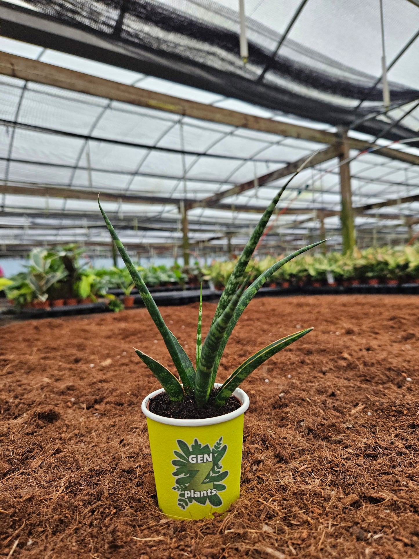 Standard Package - BECOOL 2" Plants