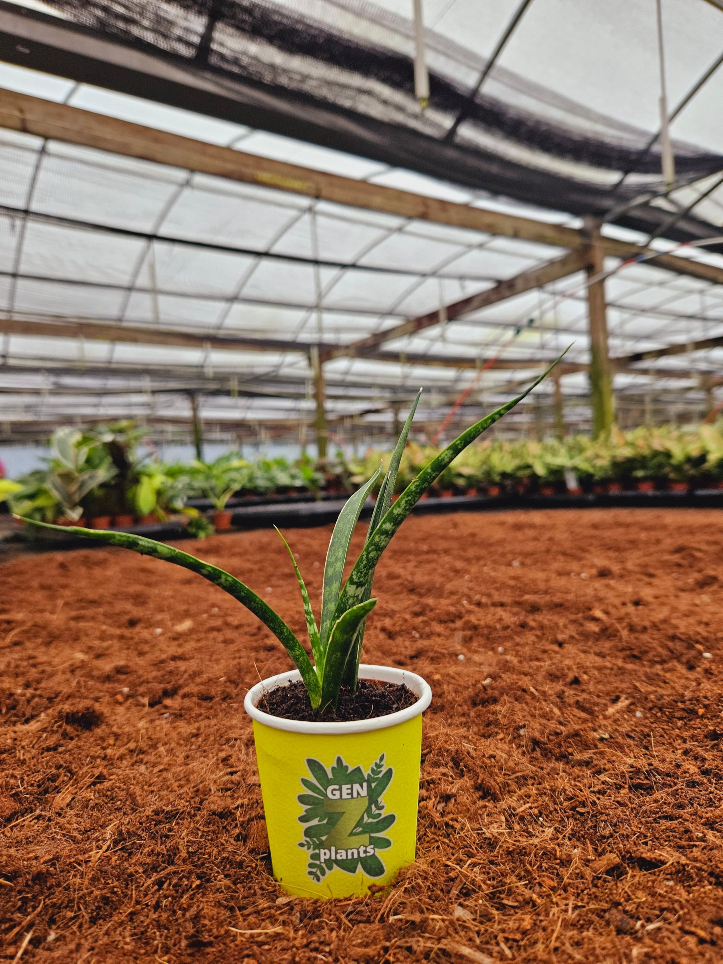 Standard Package - BECOOL 2" Plants