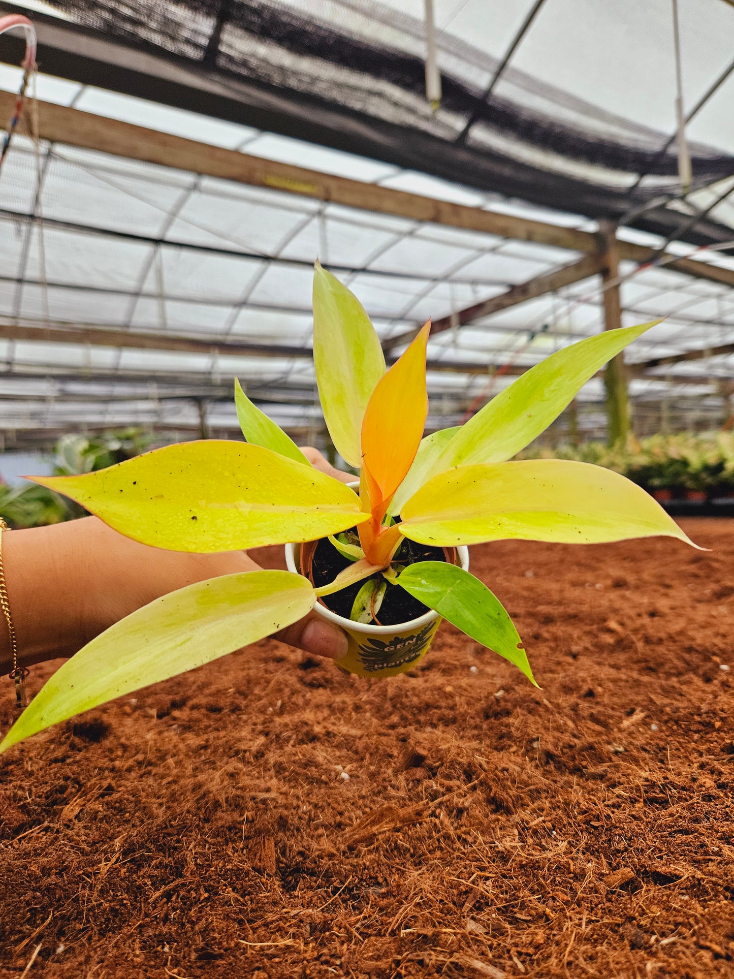 Standard Package - BECOOL 2" Plants