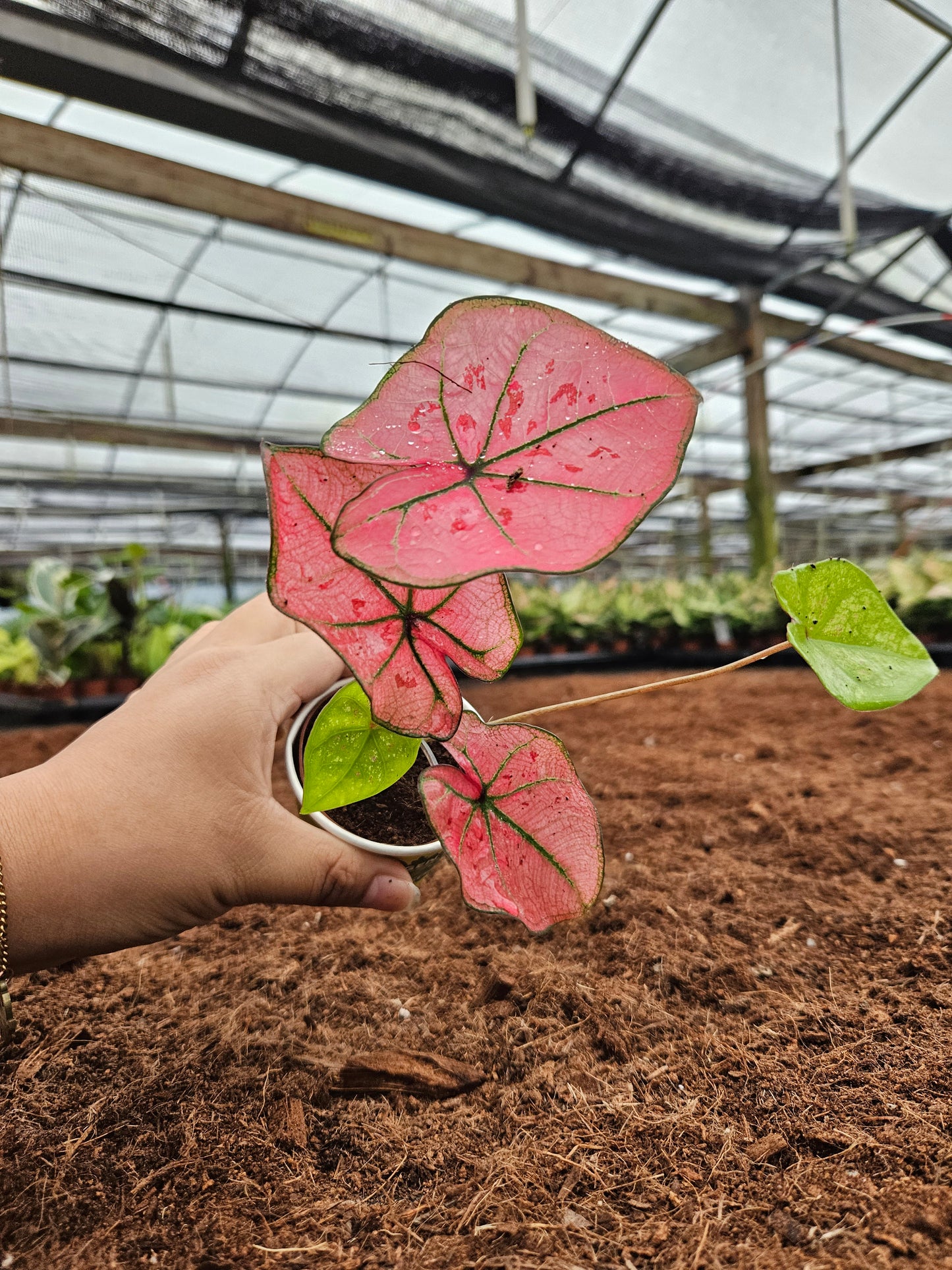 Standard Package - BECOOL 2" Plants