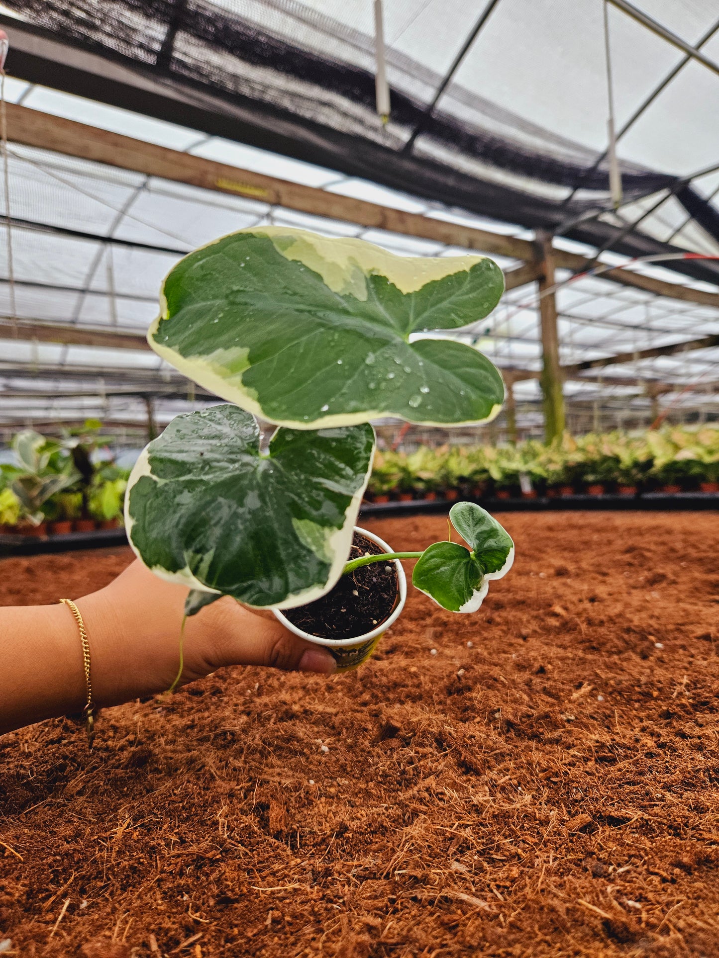 Standard Package - BECOOL 2" Plants
