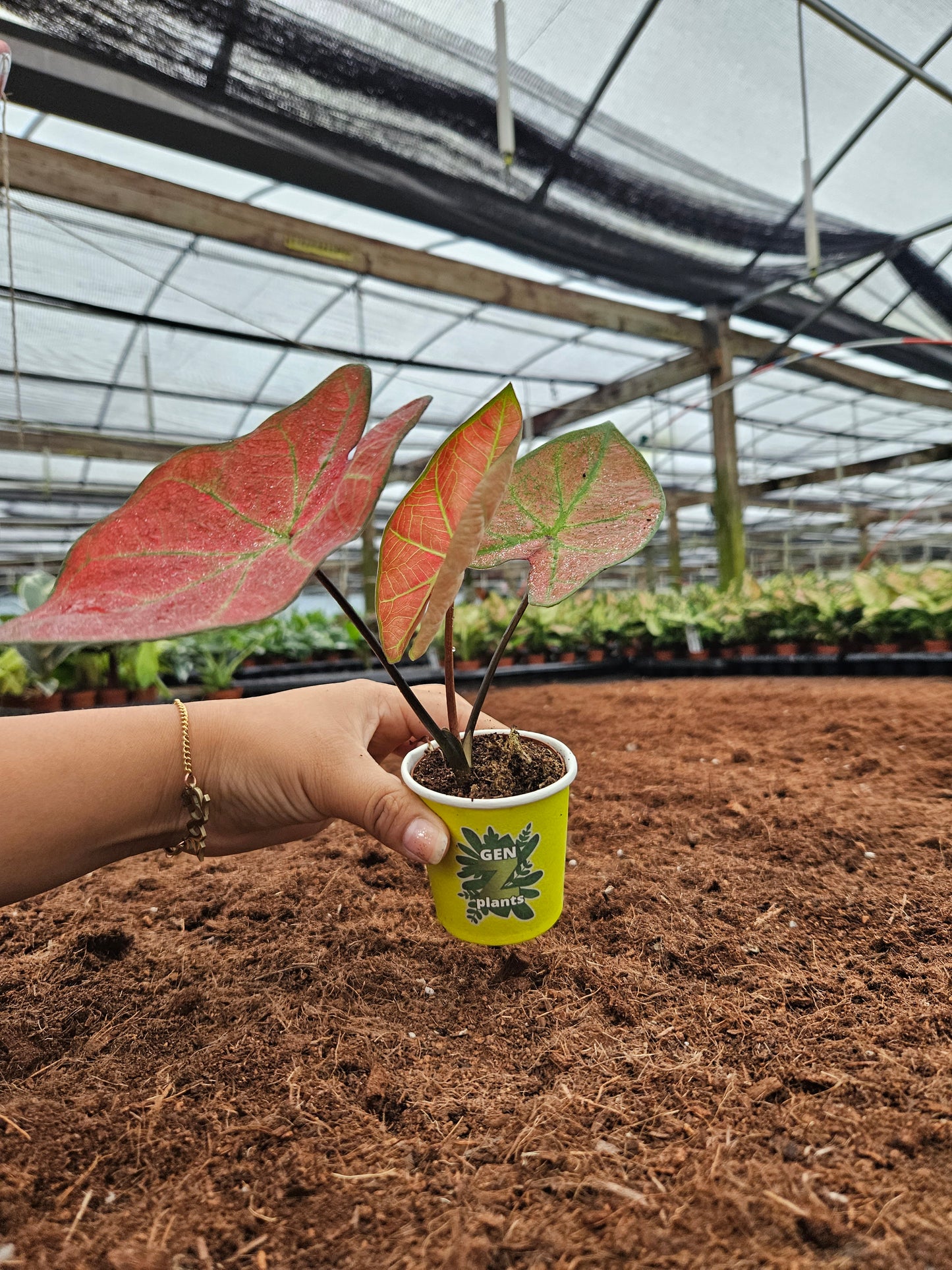 Standard Package - BECOOL 2" Plants