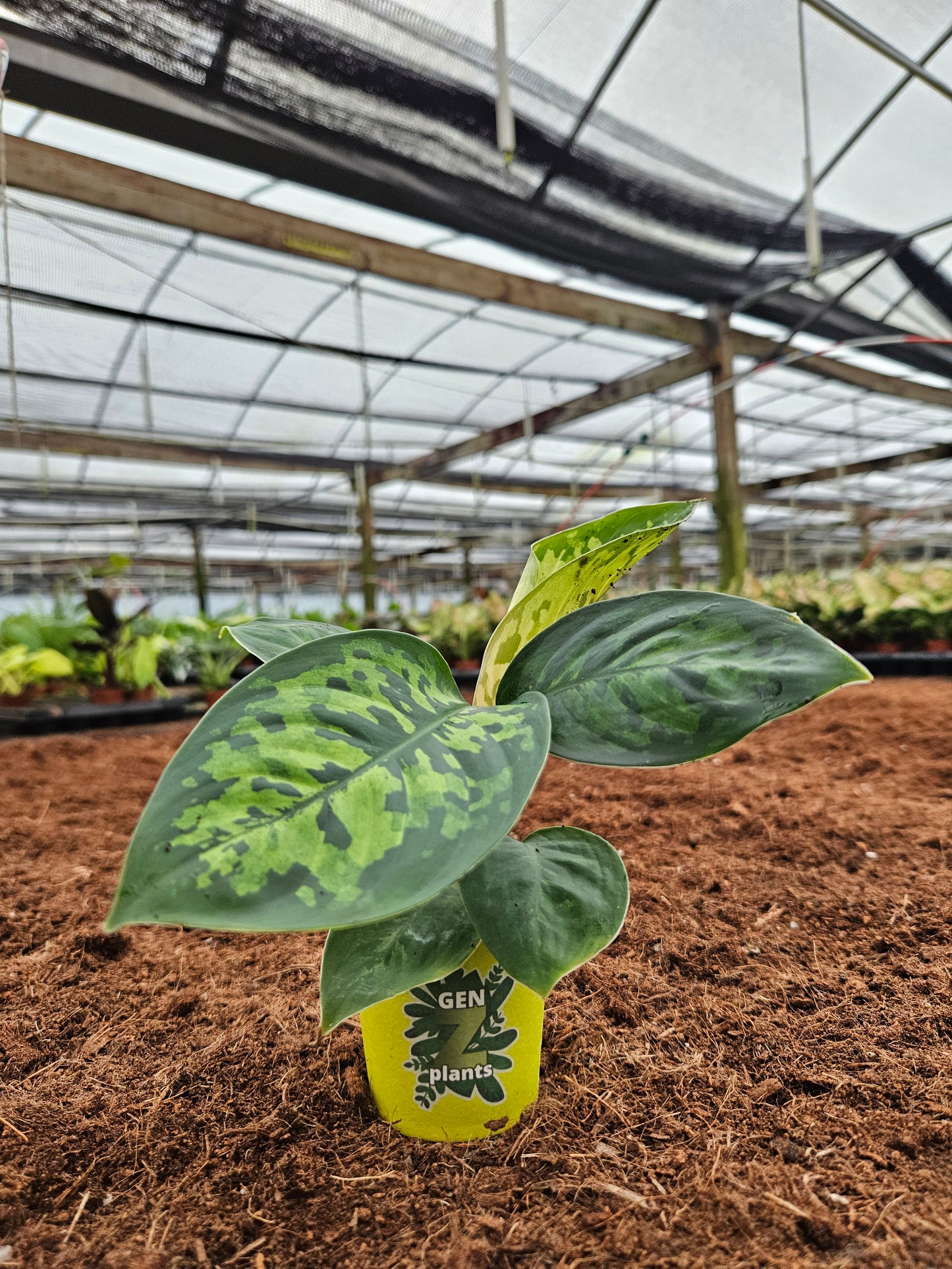 Standard Package - BECOOL 2" Plants