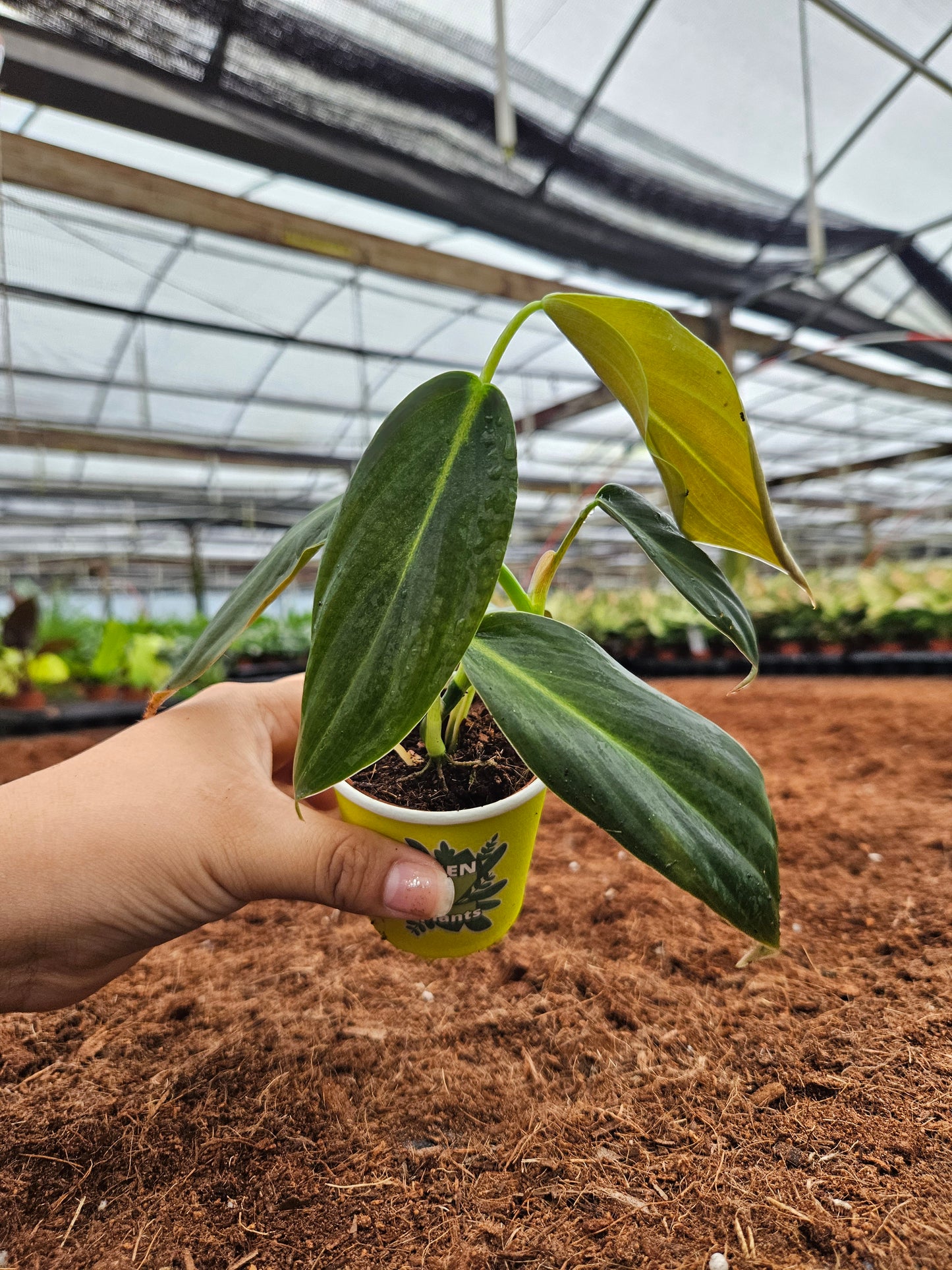 Standard Package - BECOOL 2" Plants