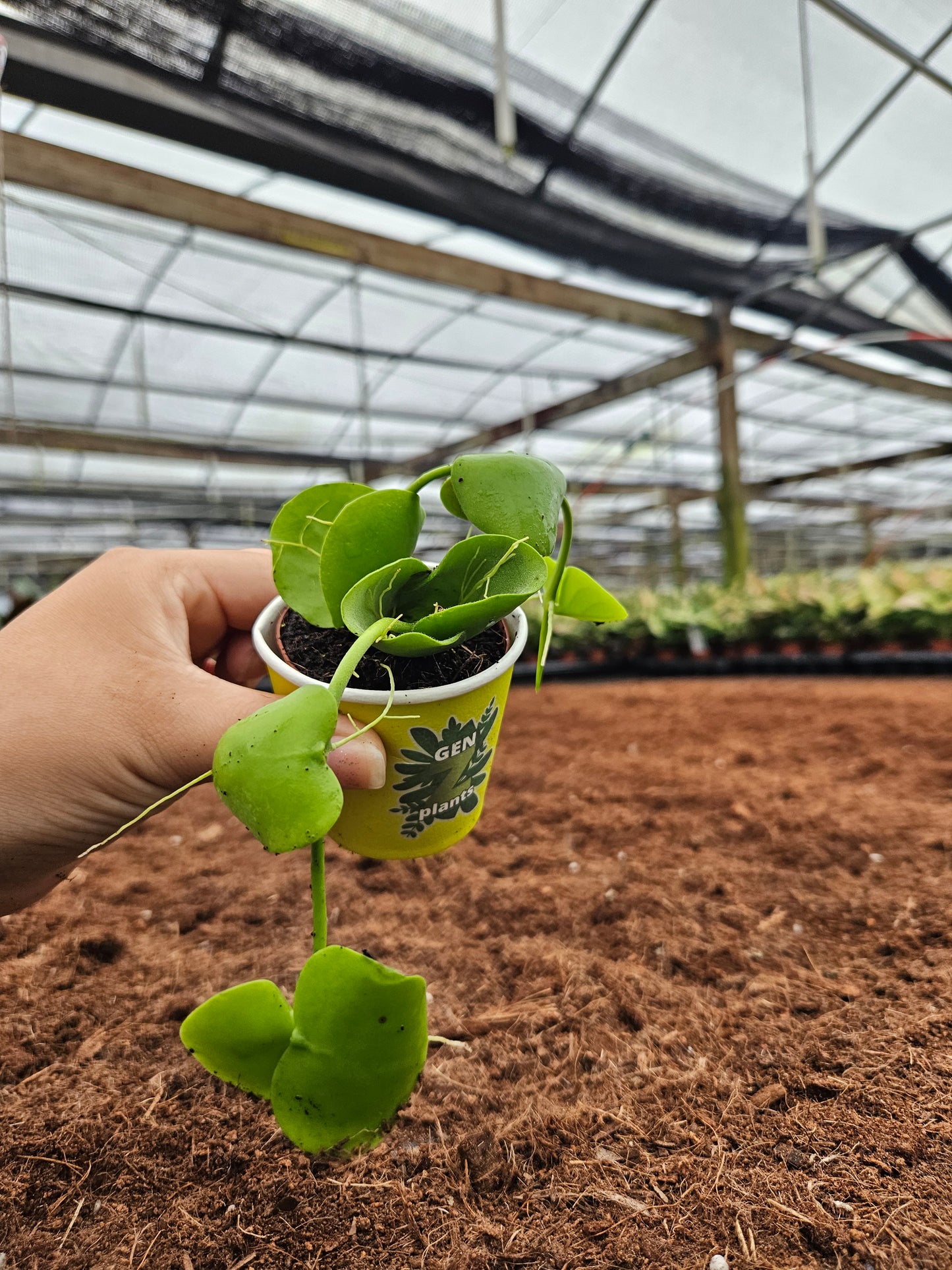 Standard Package - BECOOL 2" Plants