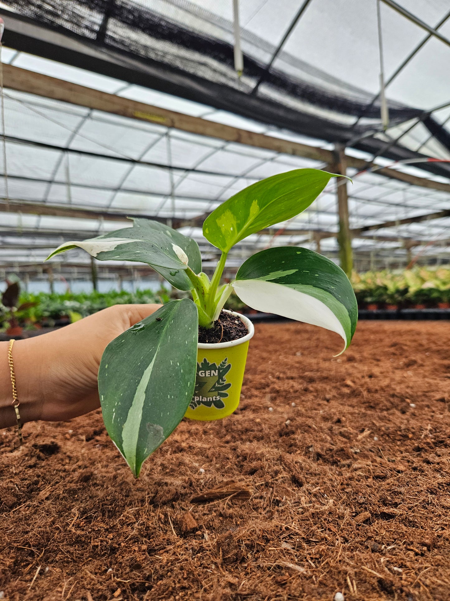 Standard Package - BECOOL 2" Plants